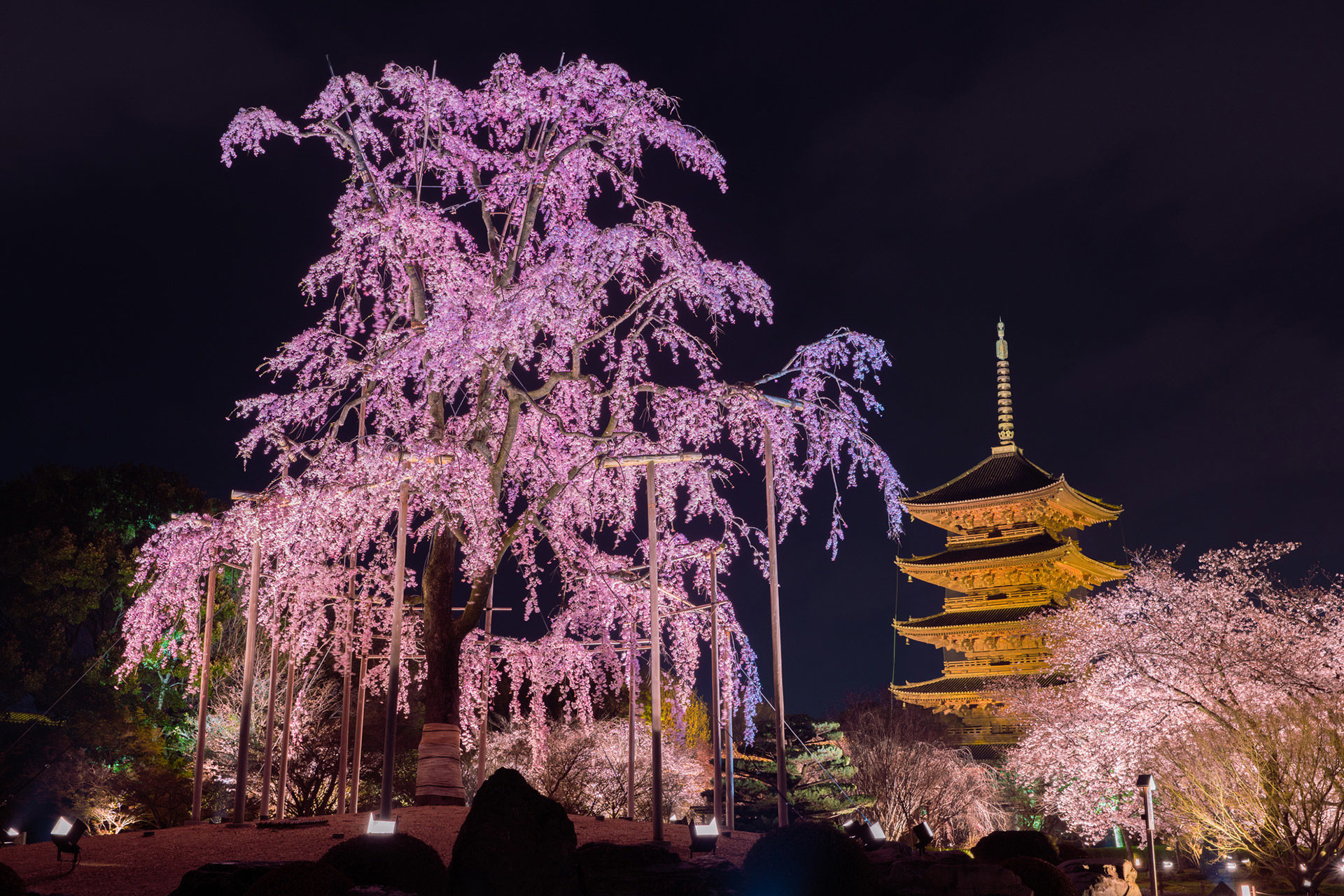 京都-東寺-桜-イメージ