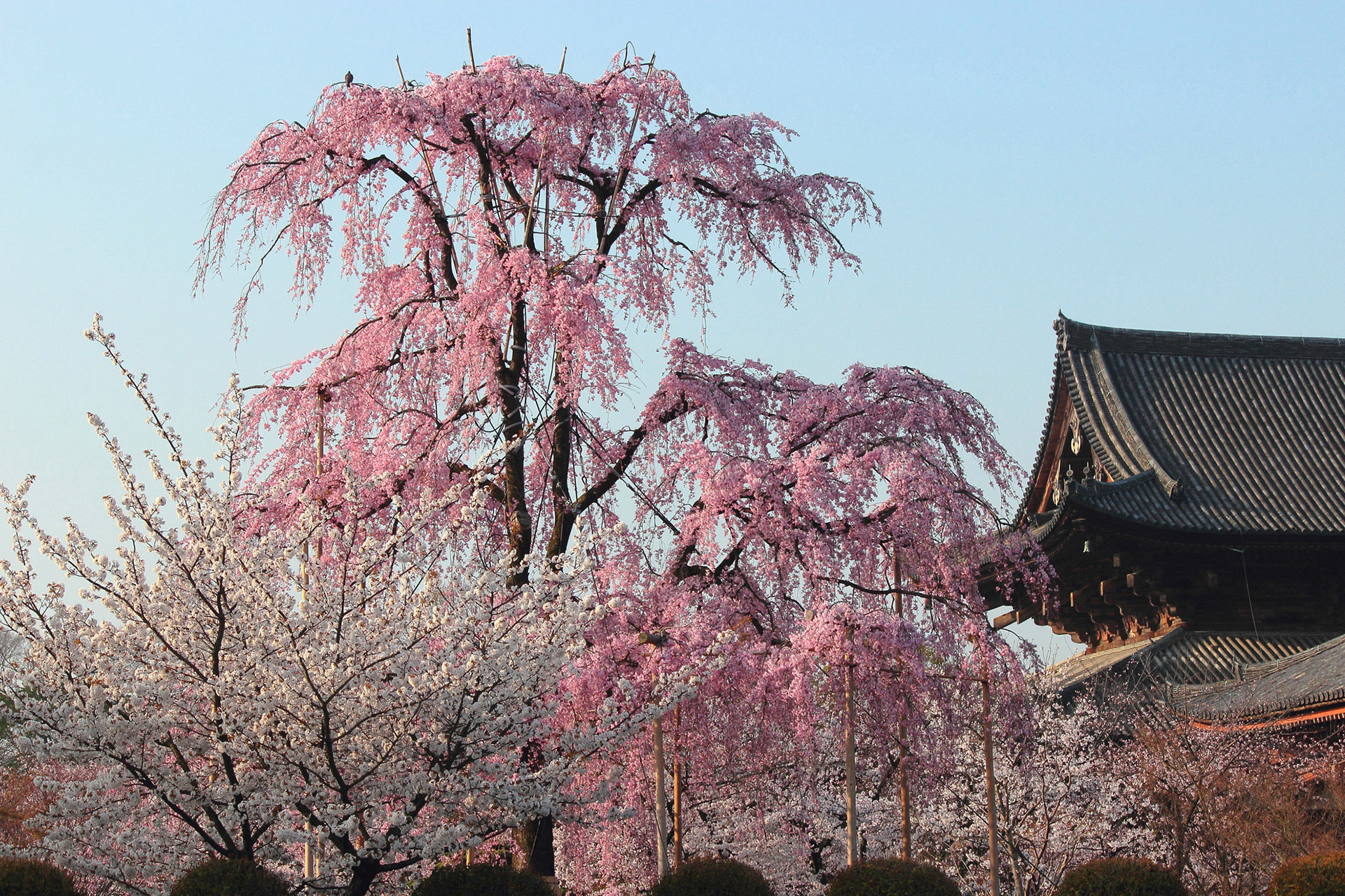 京都-東寺-桜-遅咲き