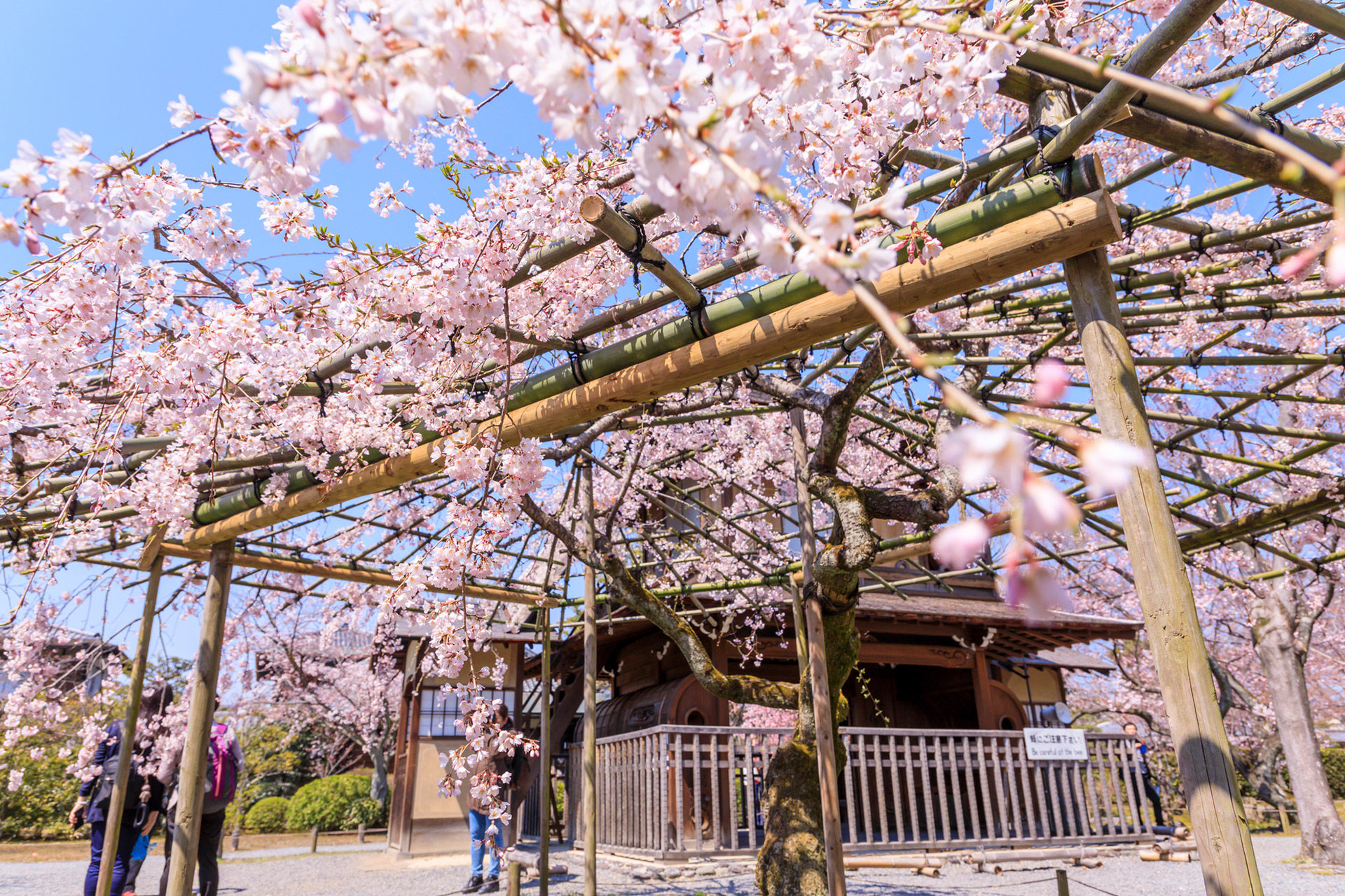 京都-東本願寺-桜-イメージ