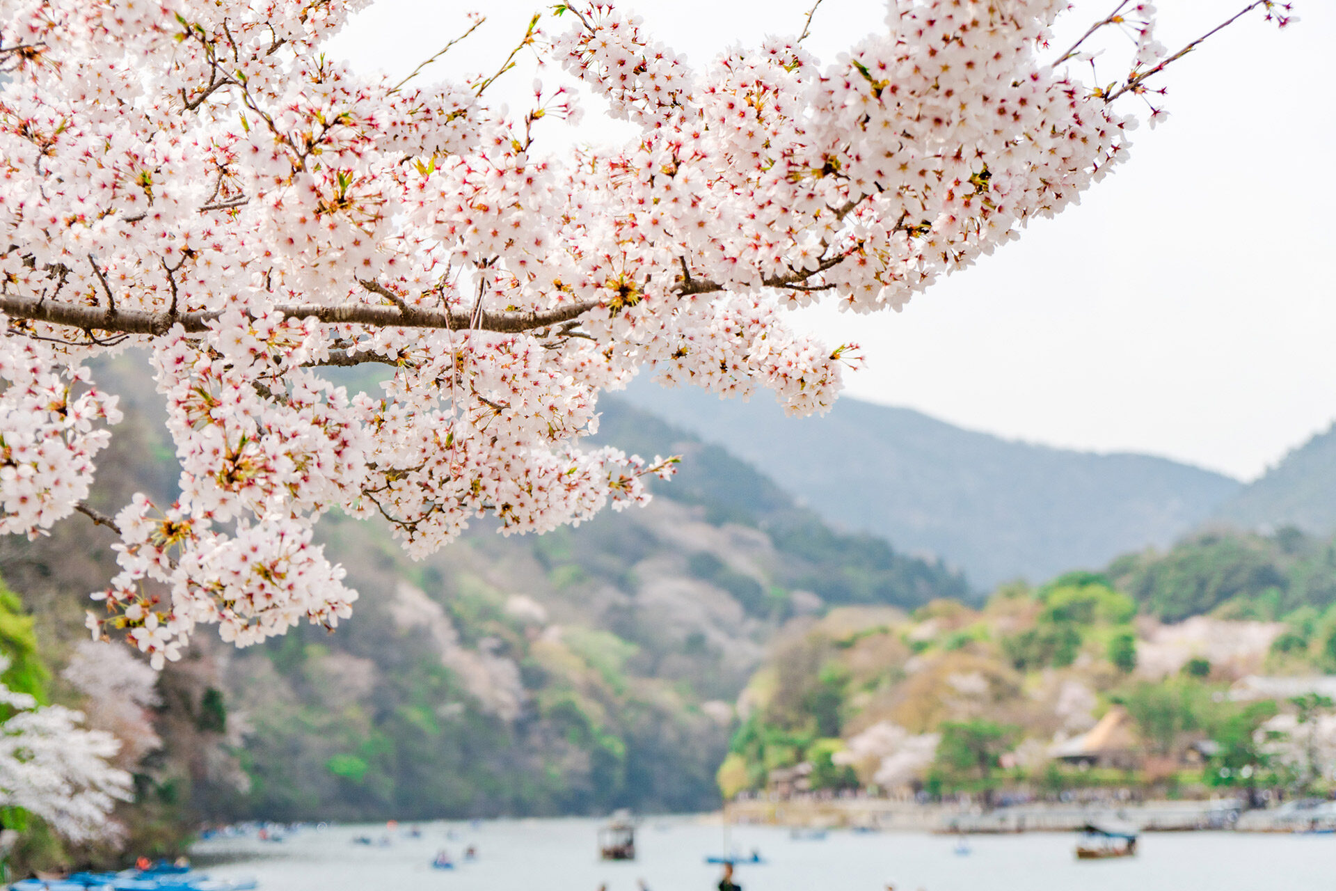 京都　嵐山　桜