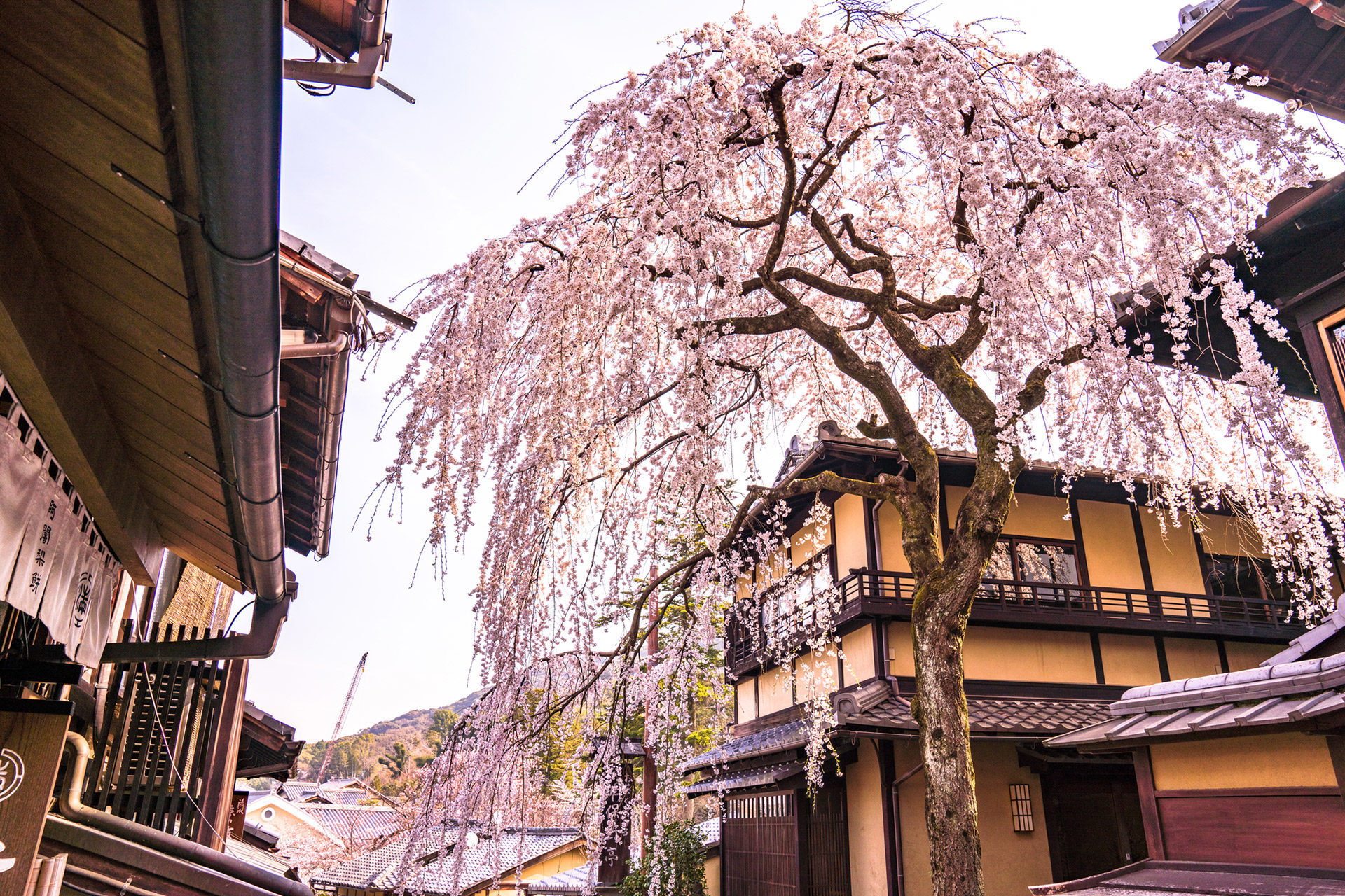 京都-桜-スポット