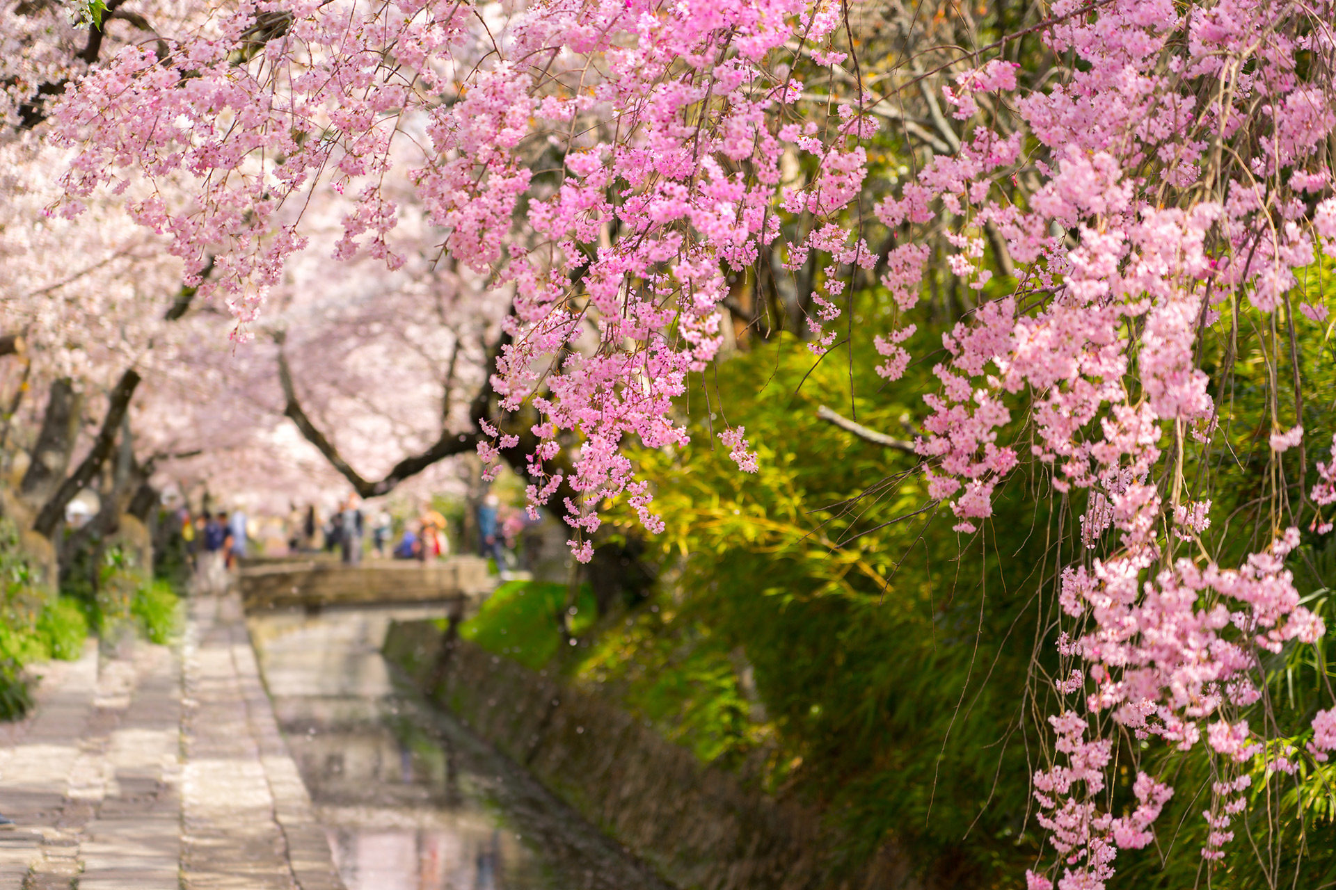 2024年の春！桜の名所が多い京都でおすすめのデートプランは？