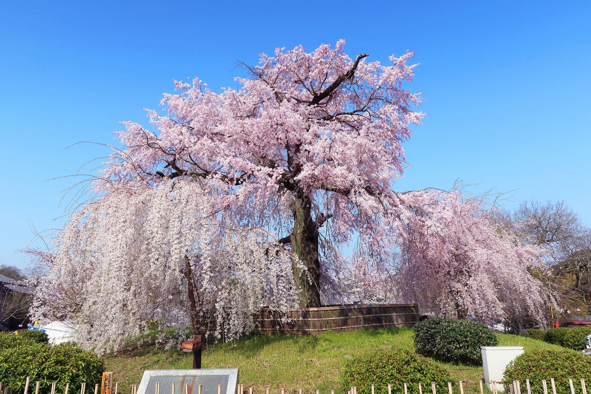 京都-桜-公園