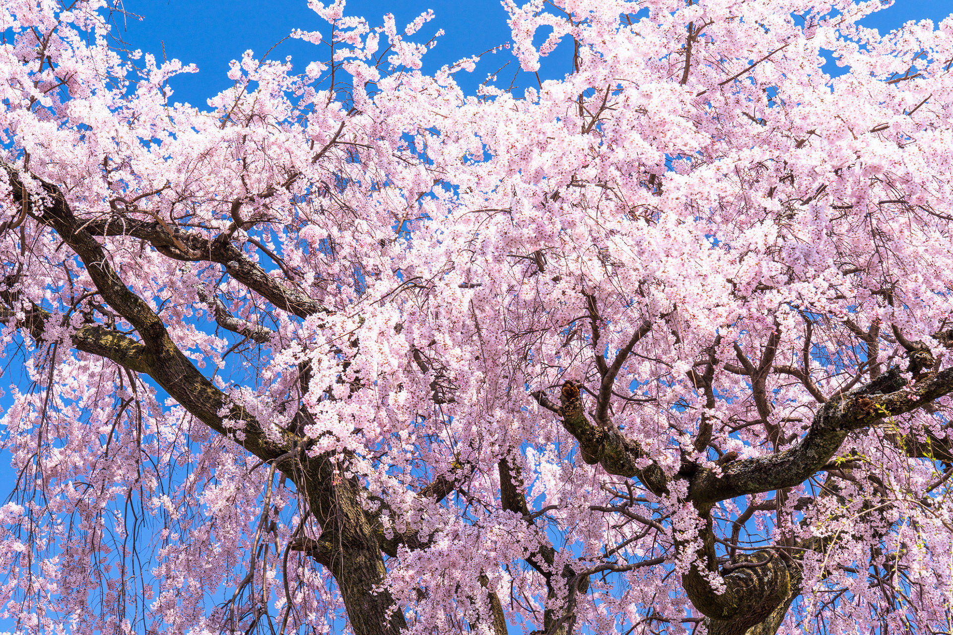 京都-桜-円山公園
