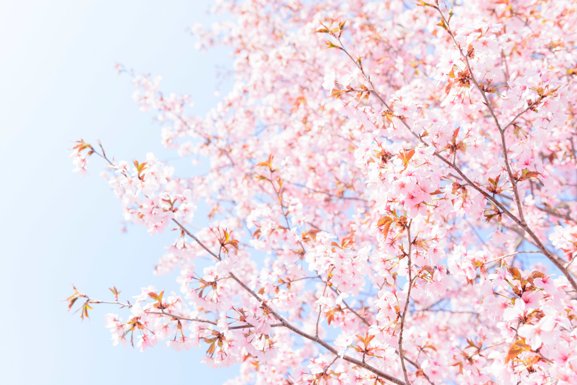 京都-桜-名所