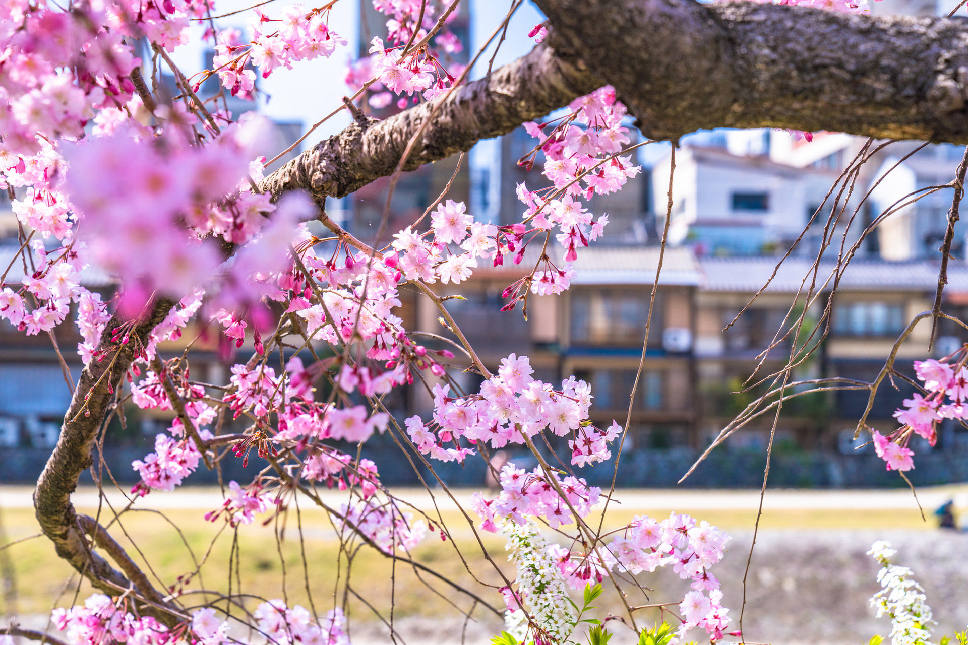 京都-桜-名所