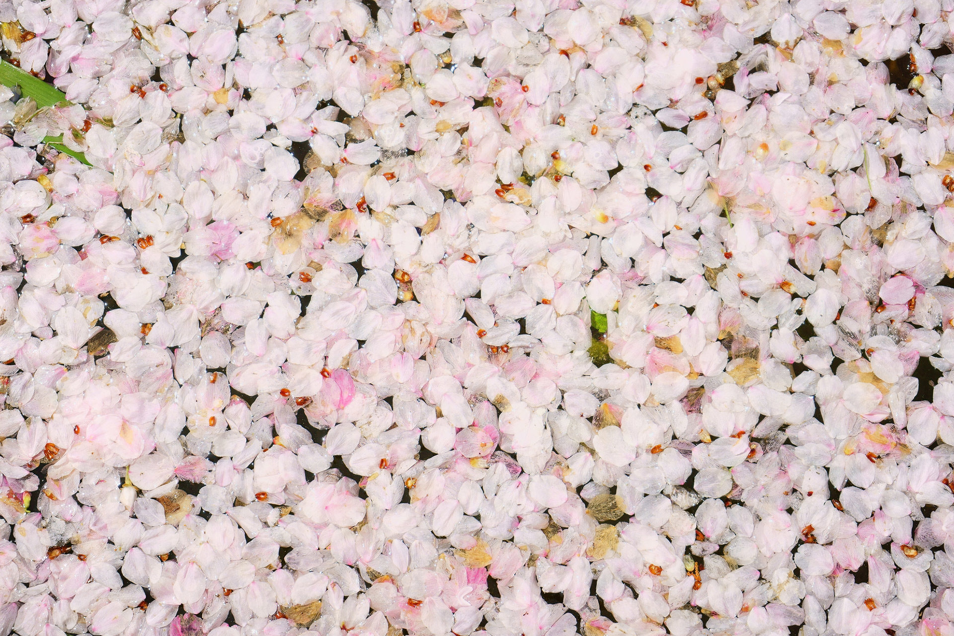 京都-桜-温泉-イメージ