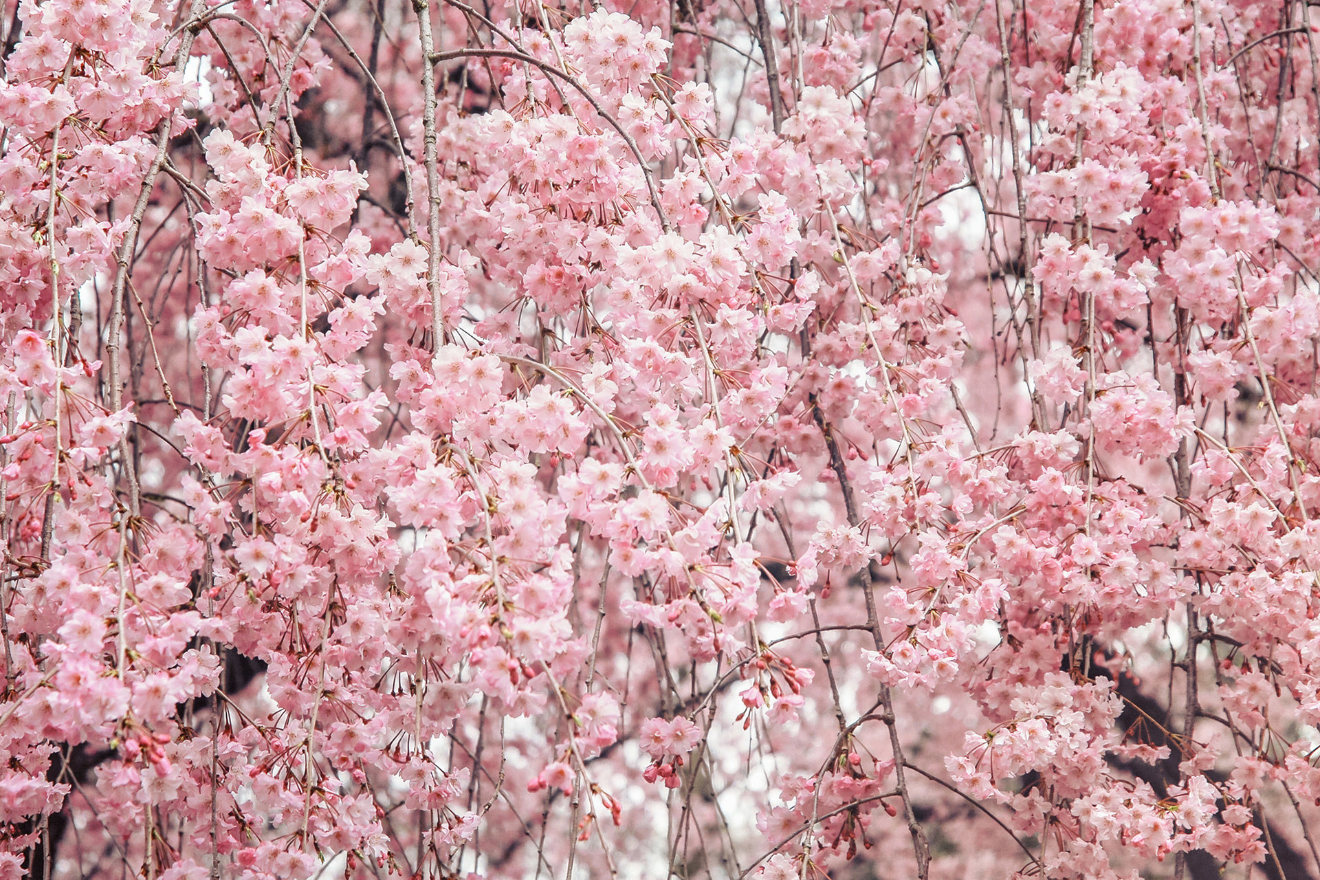 京都-桜-満開