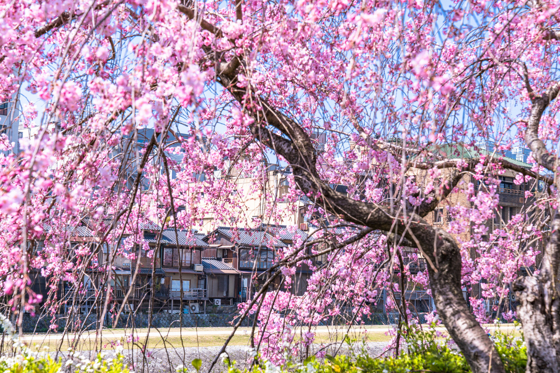 京都-桜-満開