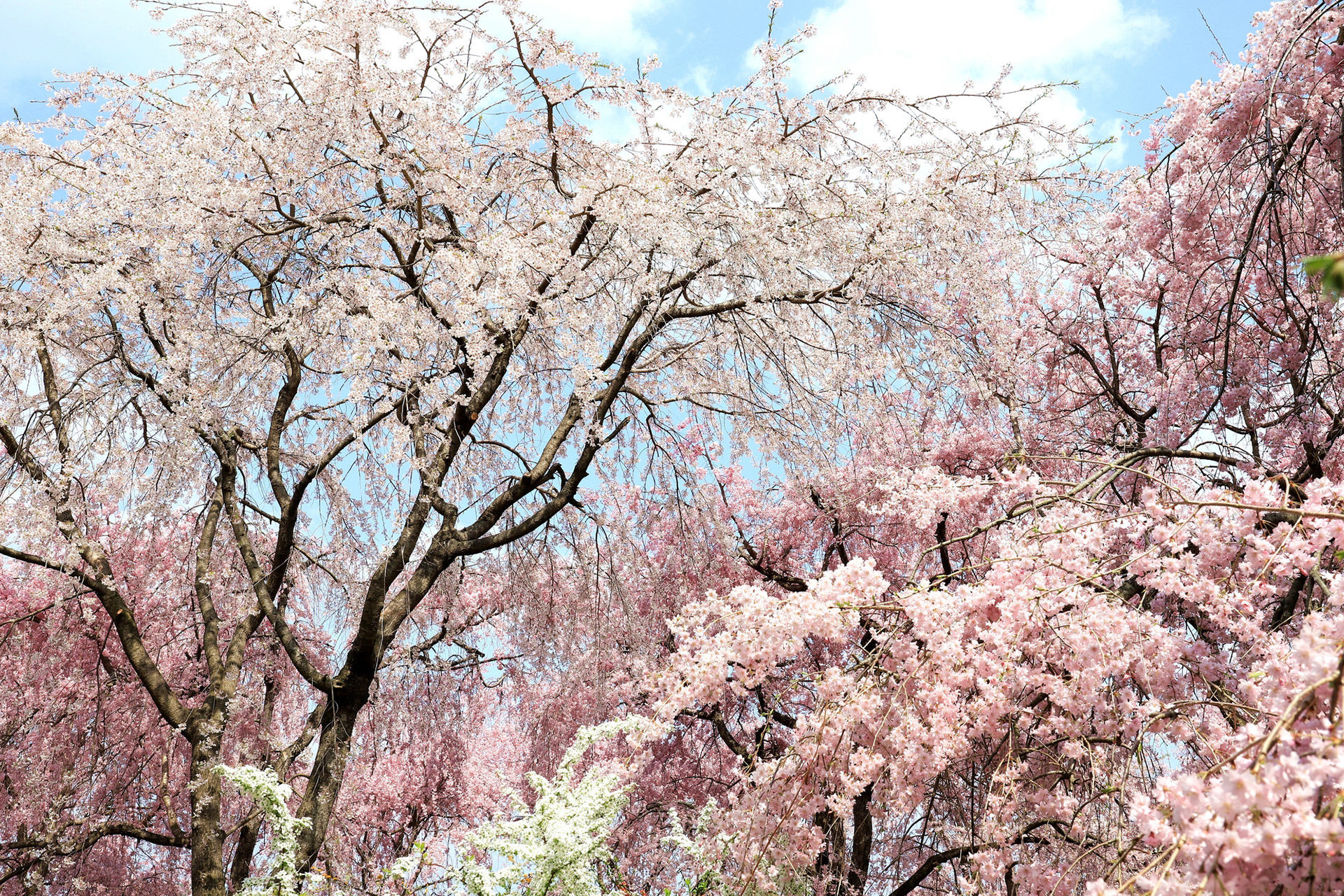 京都-三千院-桜