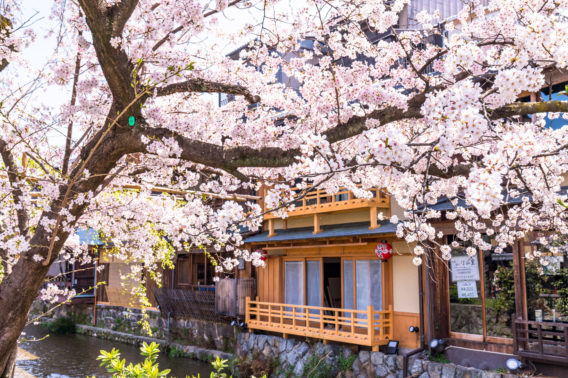 京都-桜-満開