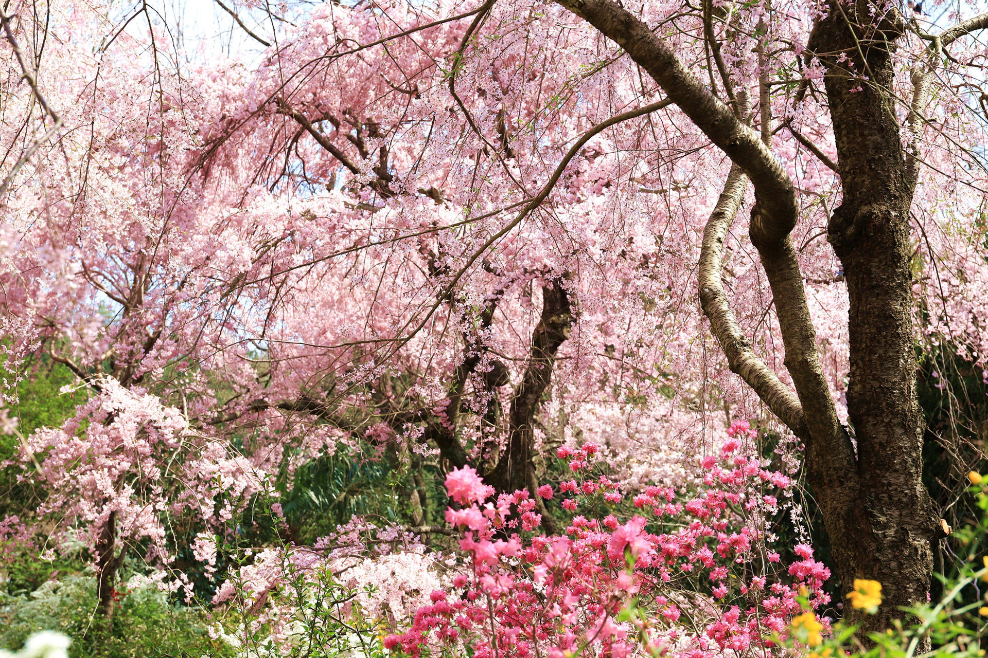 桜の名所が数々存在する京都。あまり知られていない名所穴場をご紹介！