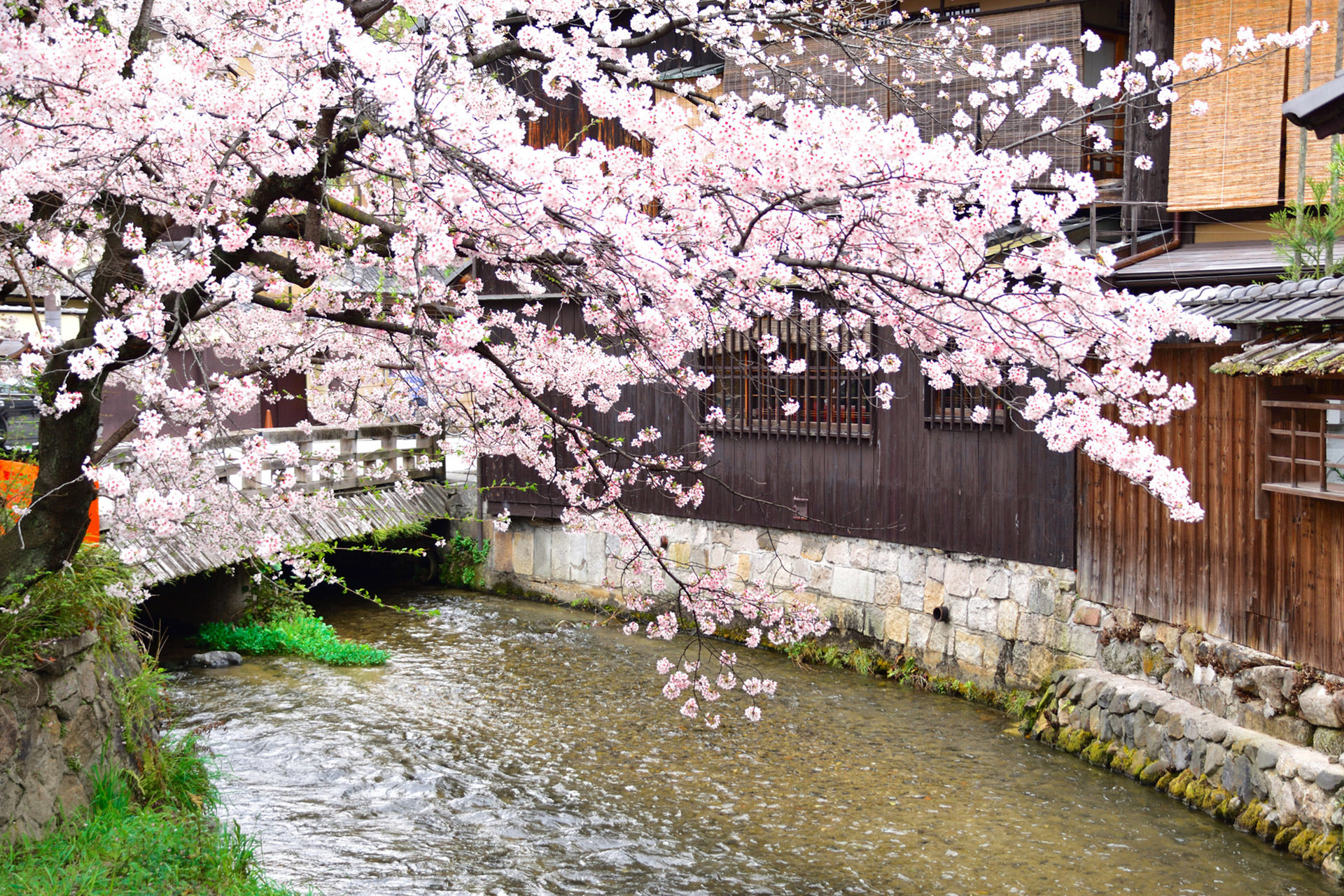 混雑を避けながら京都の桜をゆったり楽しむ方法は？