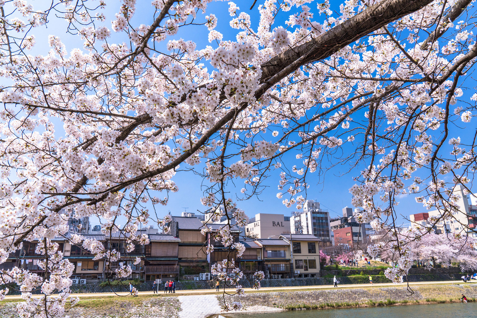 京都の桜は名所がたくさん。それぞれの満開になる見頃はいつ頃？