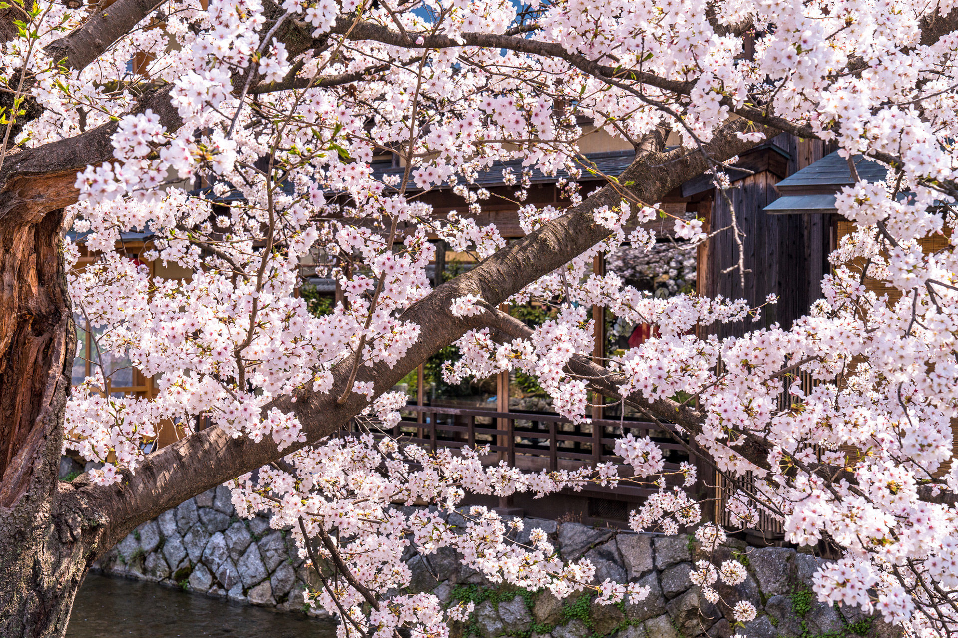 桜の美しさを感じたい方はぜひ京都へ。桜の穴場スポットは？