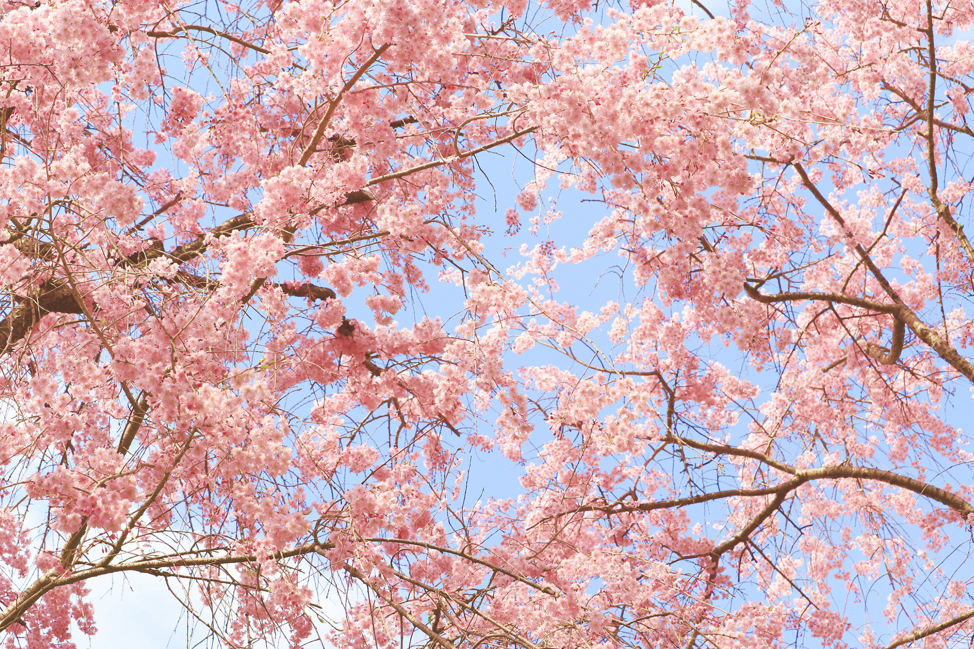 京都-桜-風景