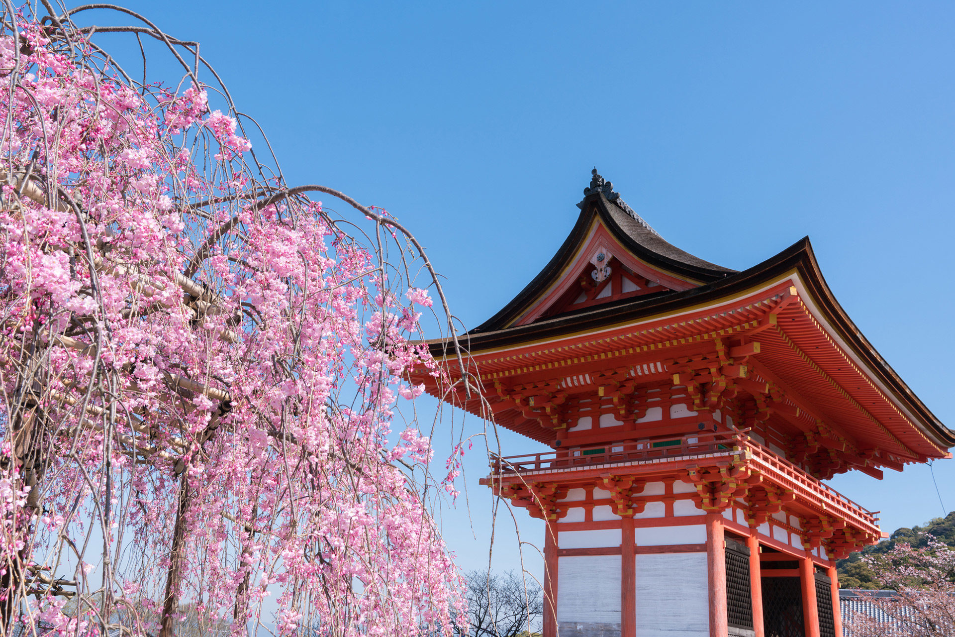 京都-清水寺-桜