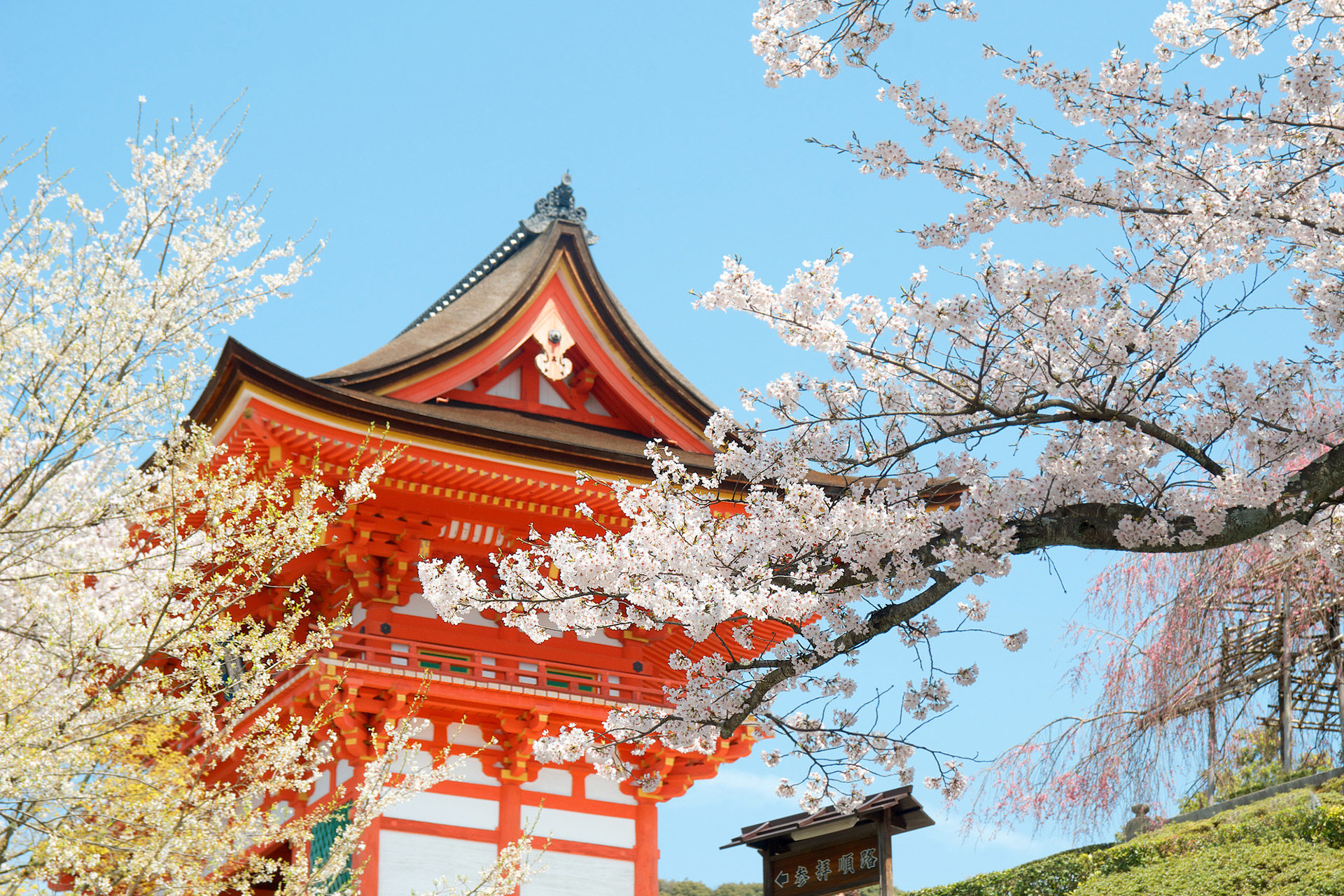 京都-清水寺-桜-イメージ