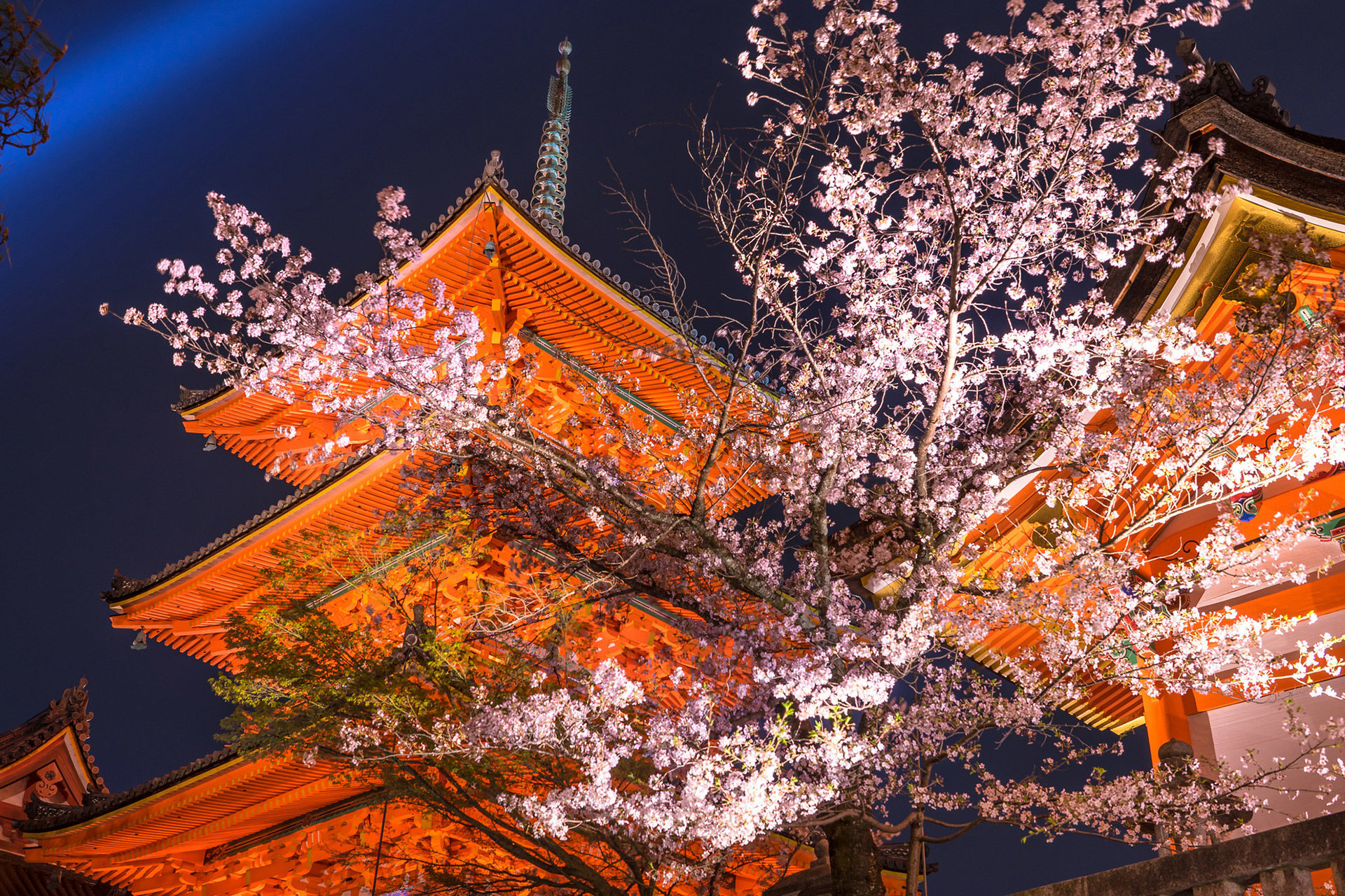 清水寺-桜-ライトアップ