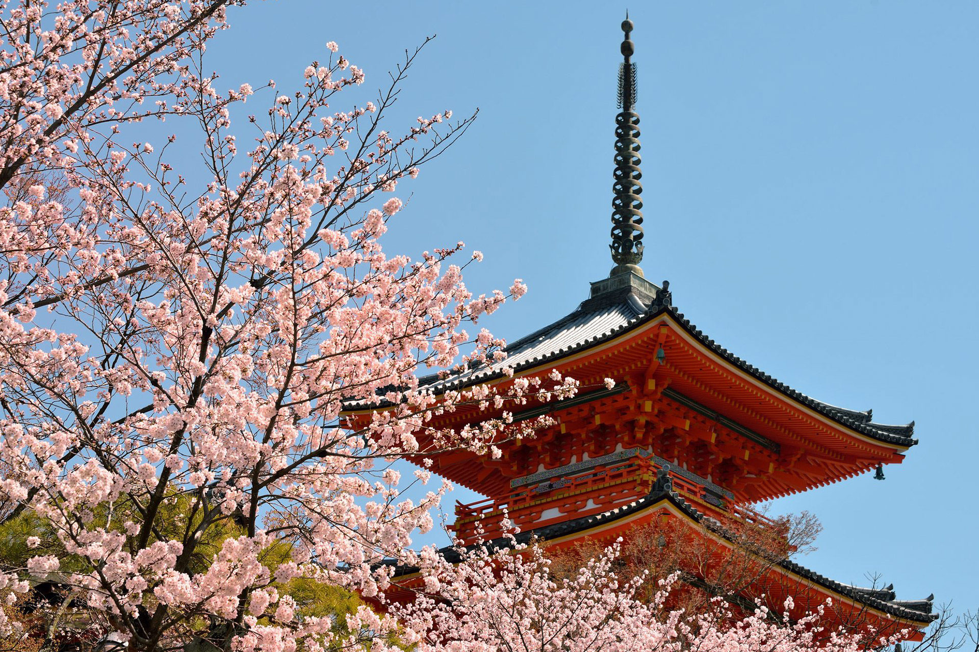 京都-清水寺-桜