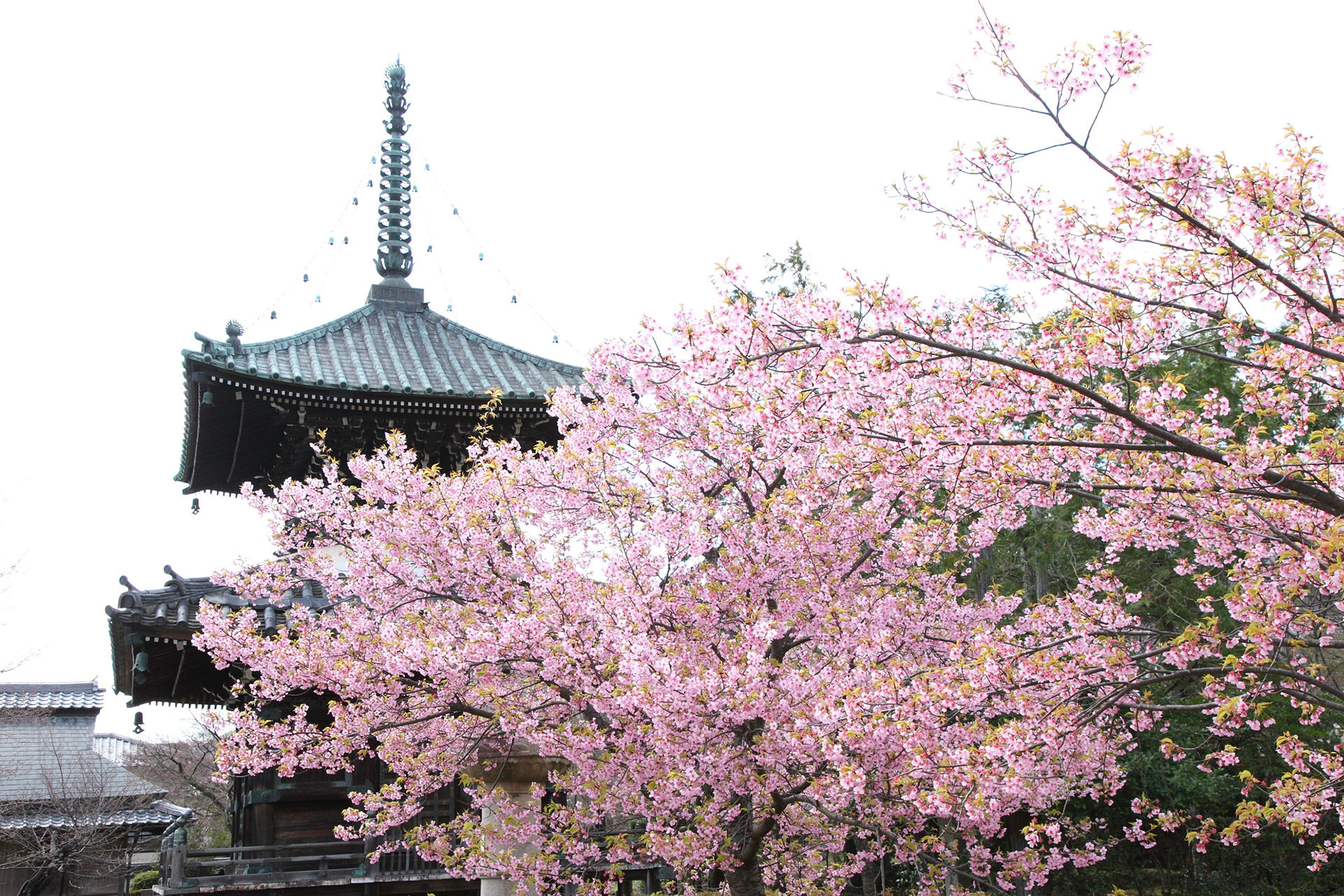 京都-清涼寺