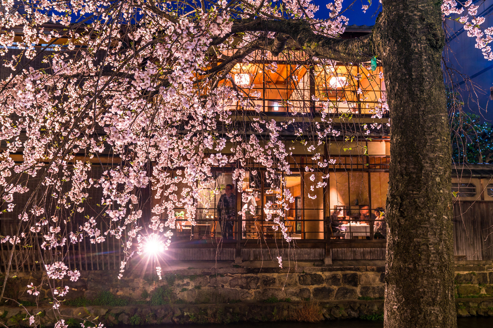 京都-祇園白川-桜-ライトアップ
