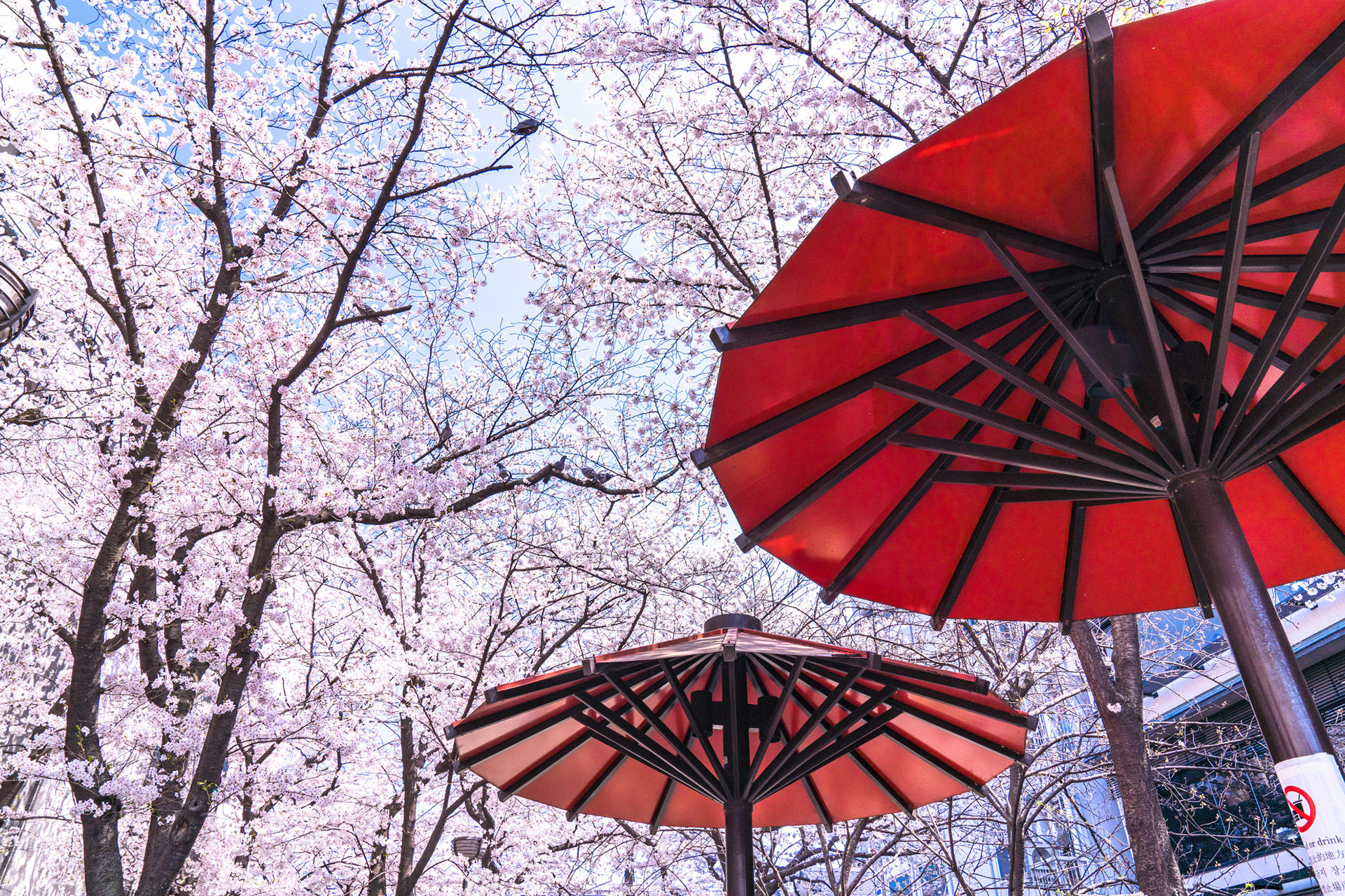 京都-祇園白川-桜