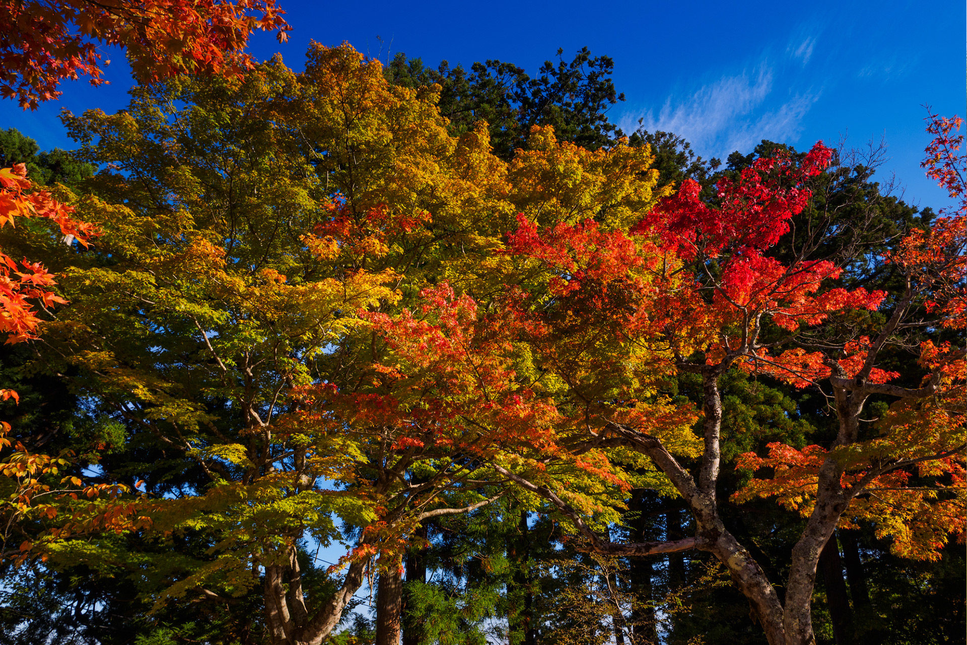 京都-紅葉-秋