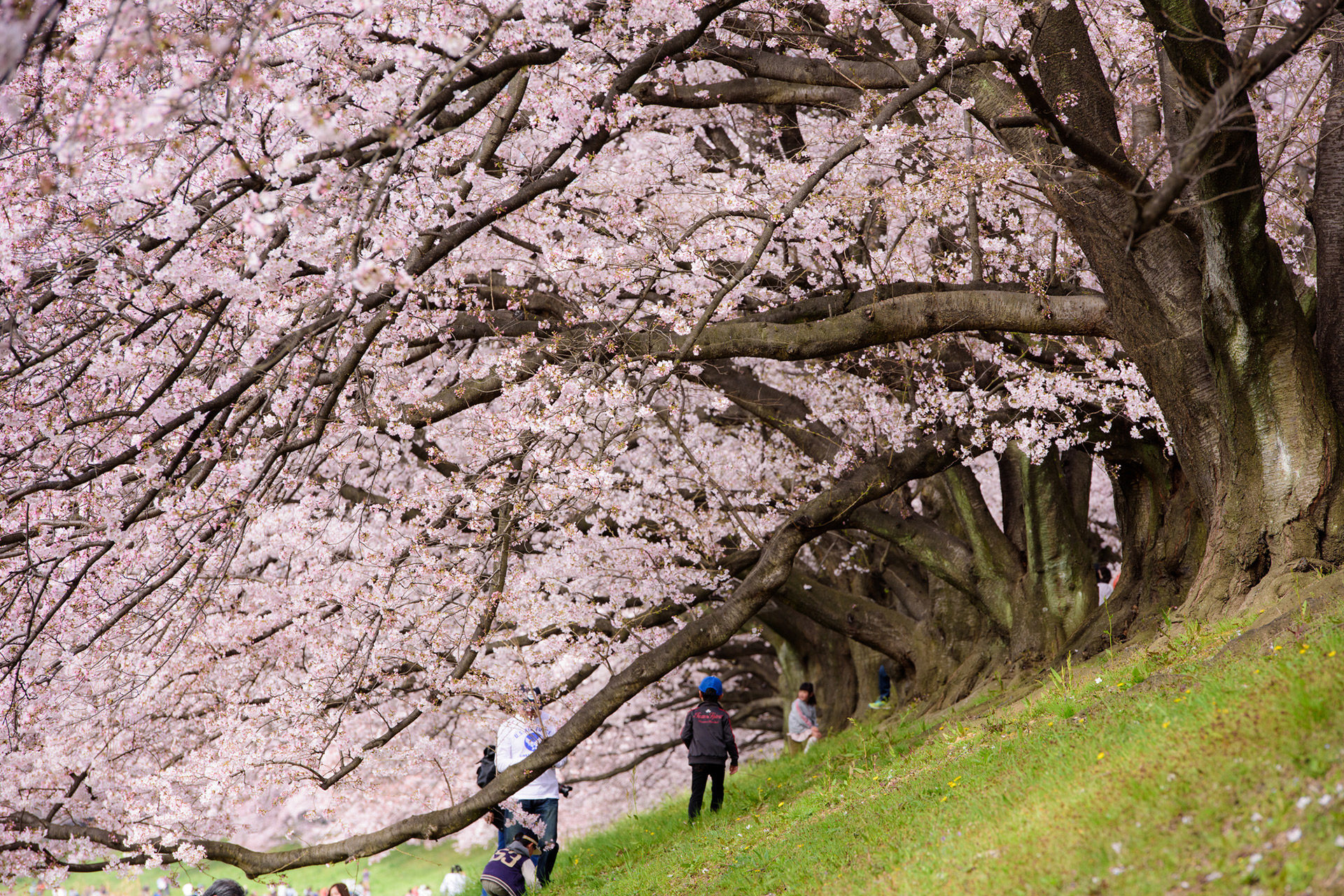京都-背割堤-桜