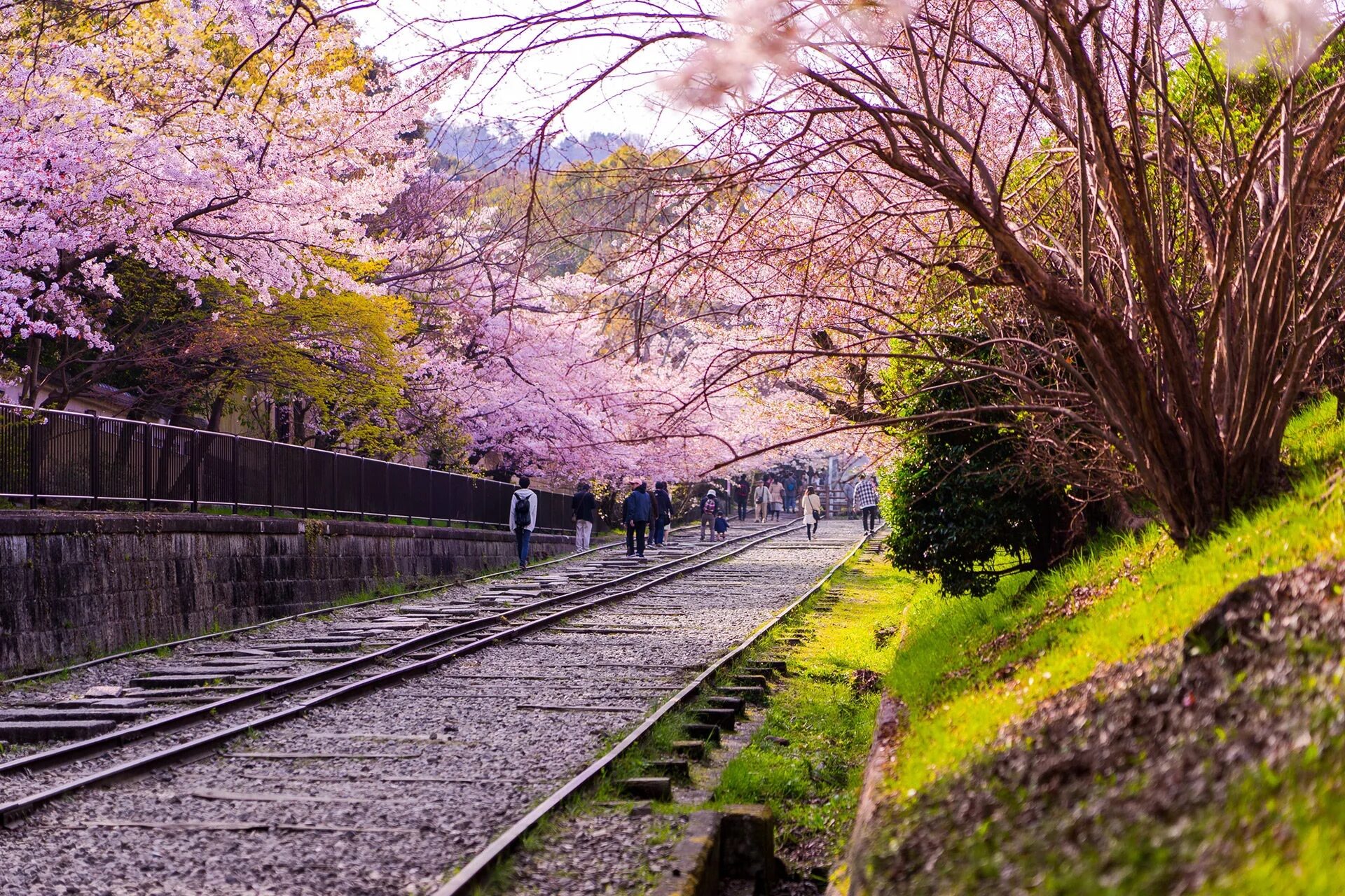 京都　桜　蹴上インクライン