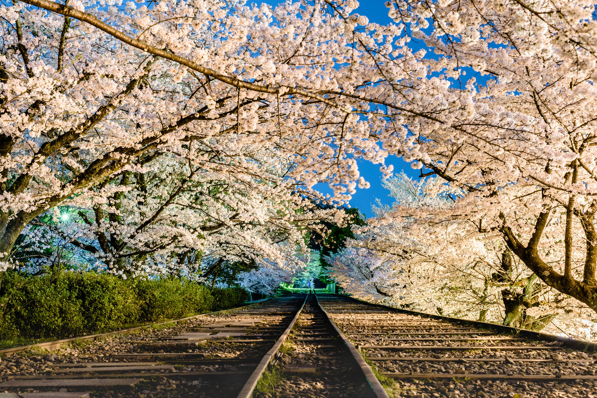 京都-蹴上インクライン-桜-ライトアップ