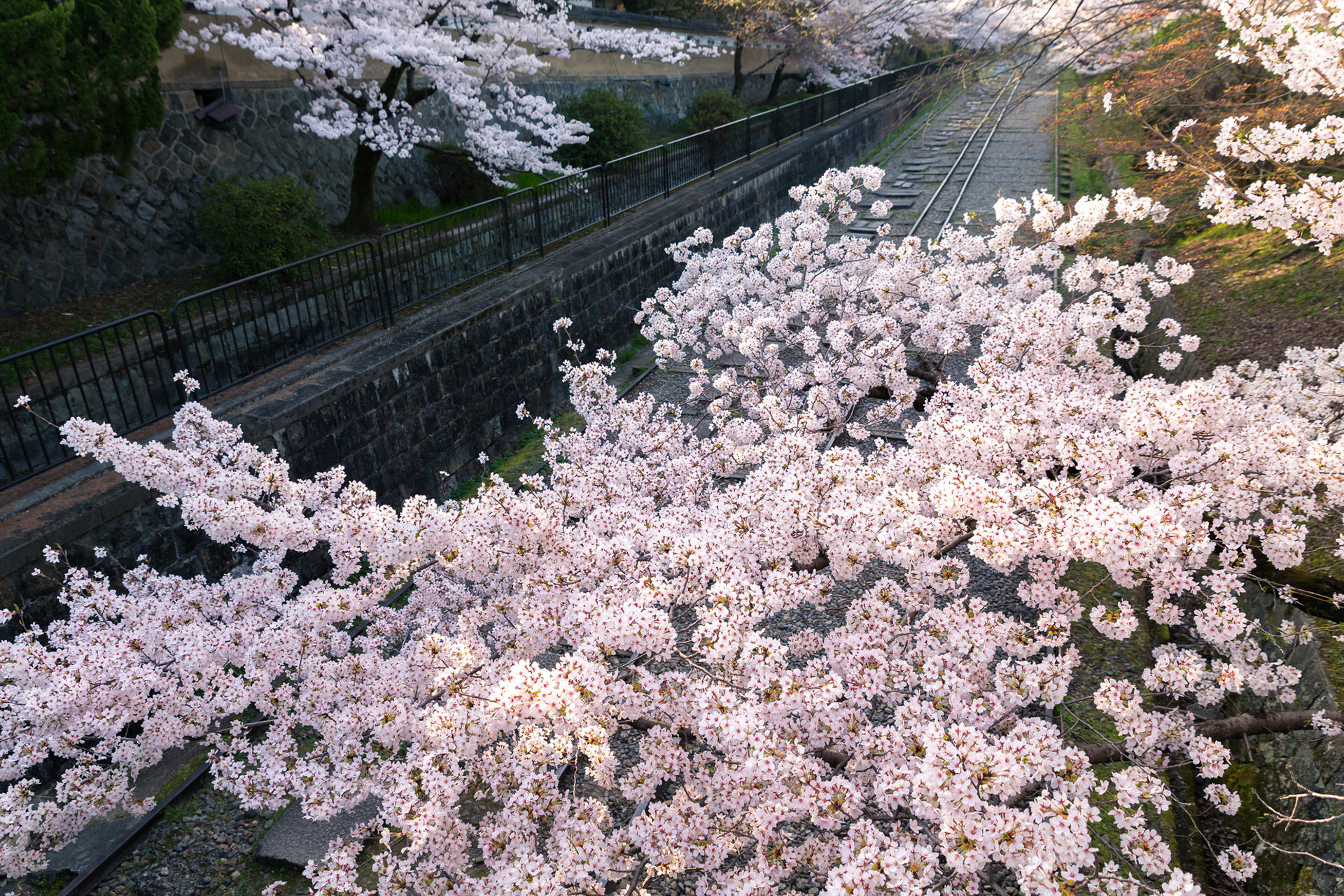 京都-蹴上インクライン-桜-風景