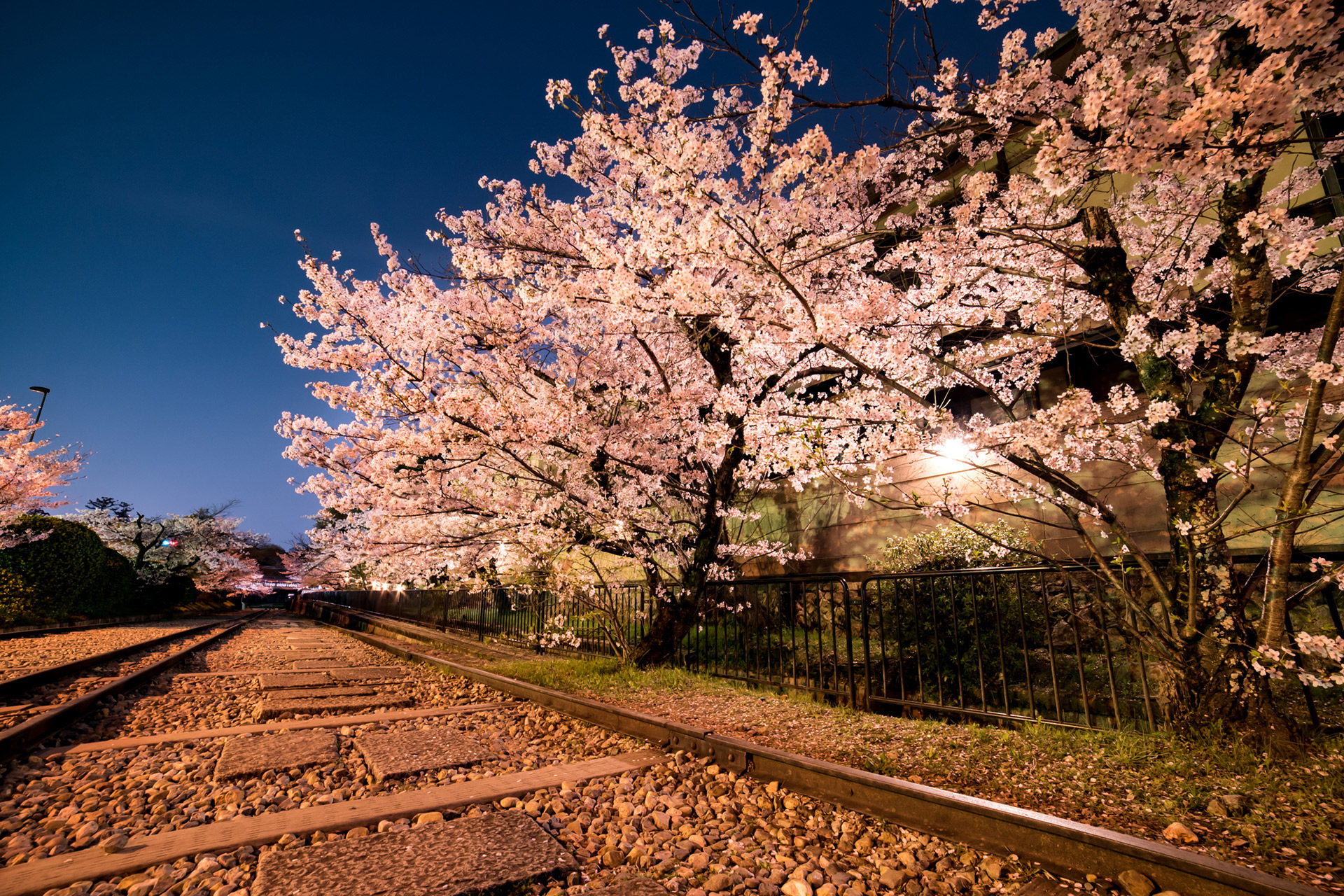 京都-蹴上インクライン-桜