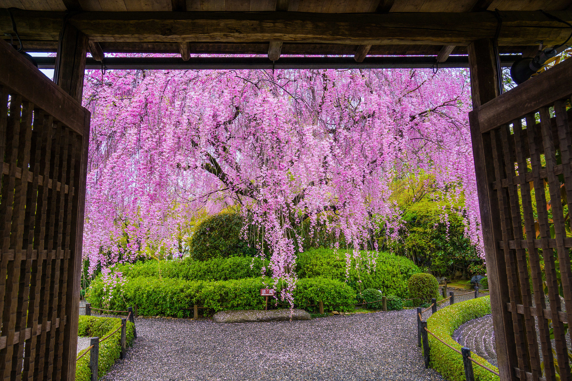 京都-退蔵院-しだれ桜