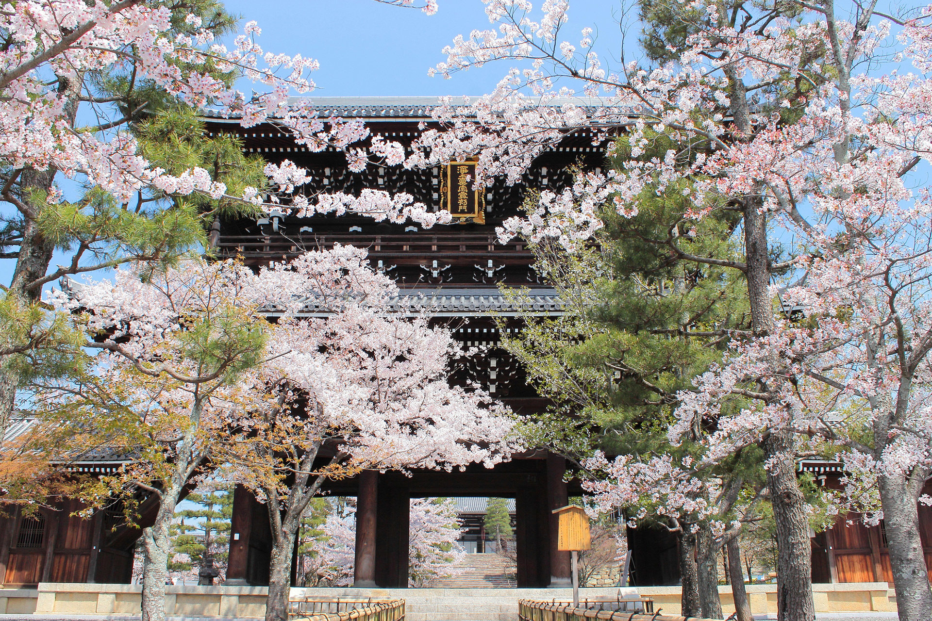 京都-金戒光明寺-桜