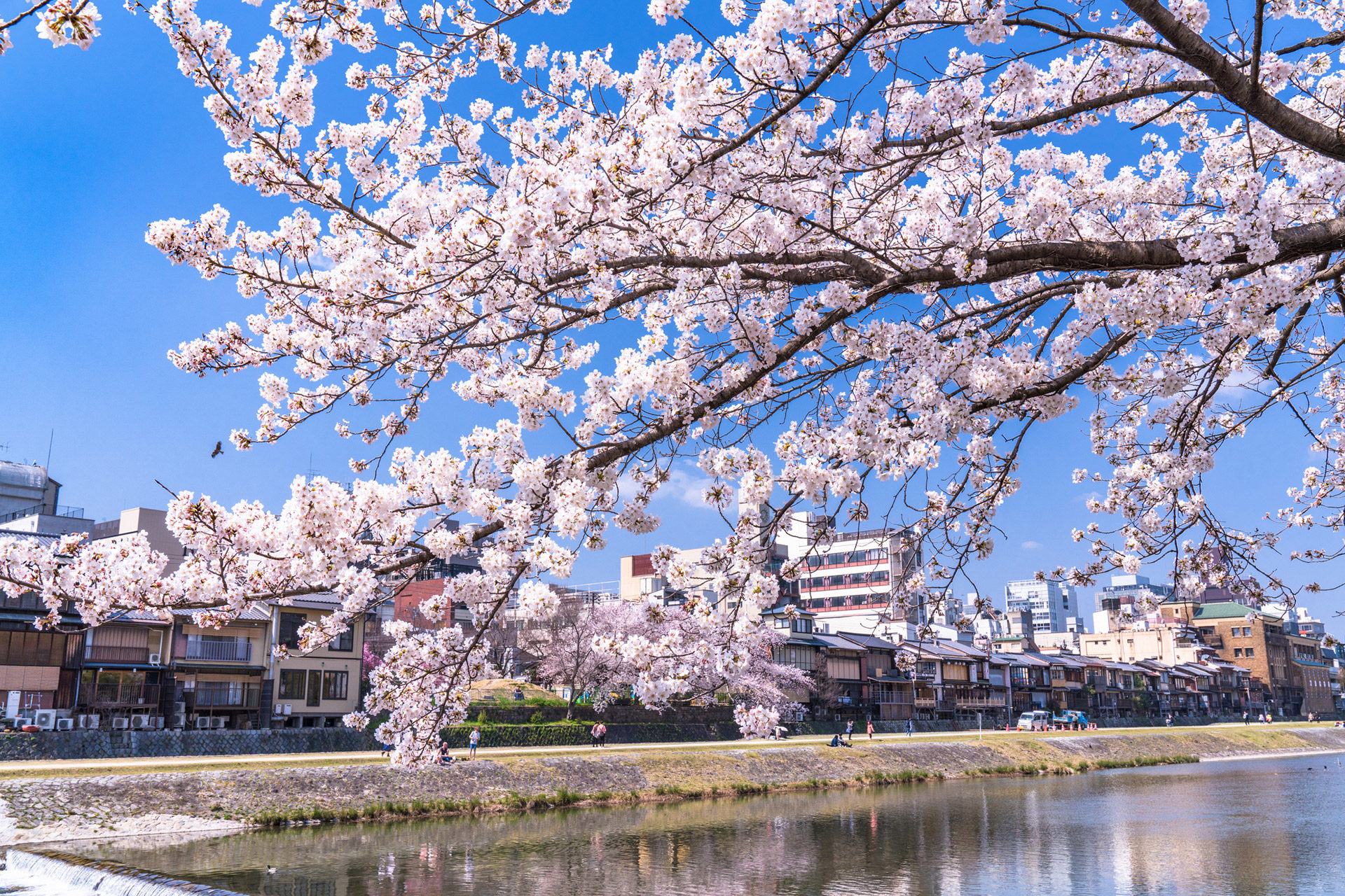 京都-鴨川-桜