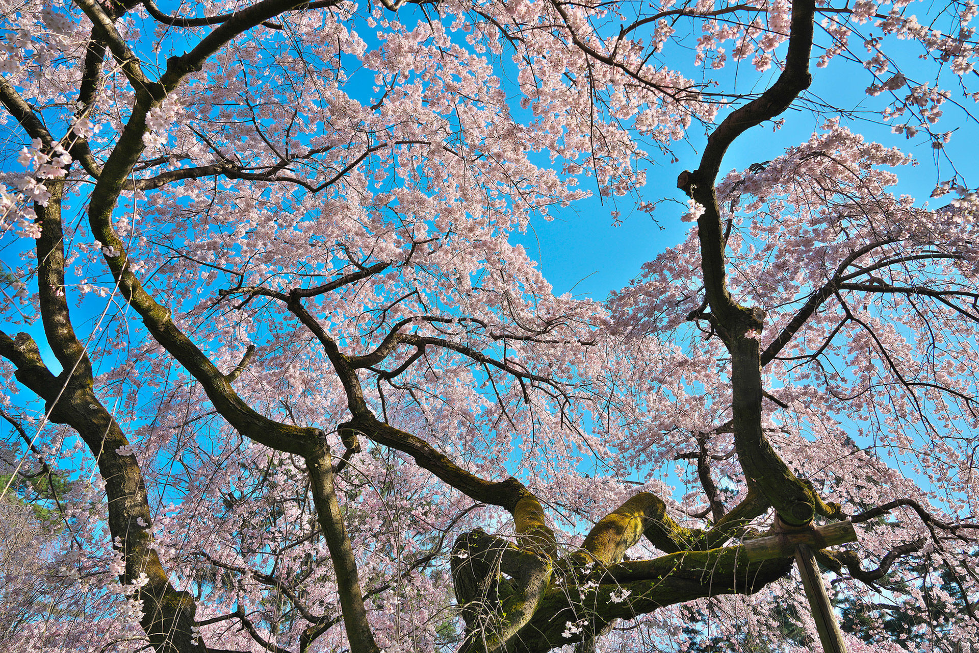 京都御苑-桜