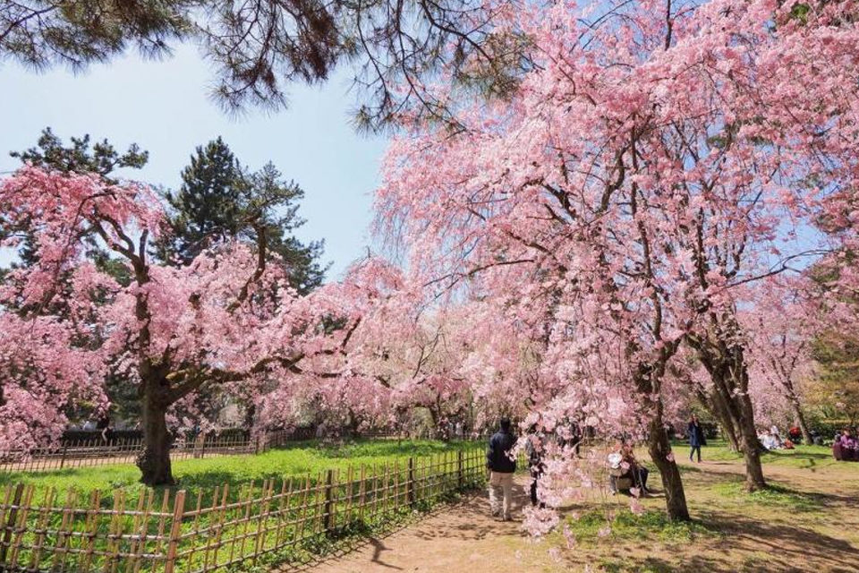 京都御苑の桜