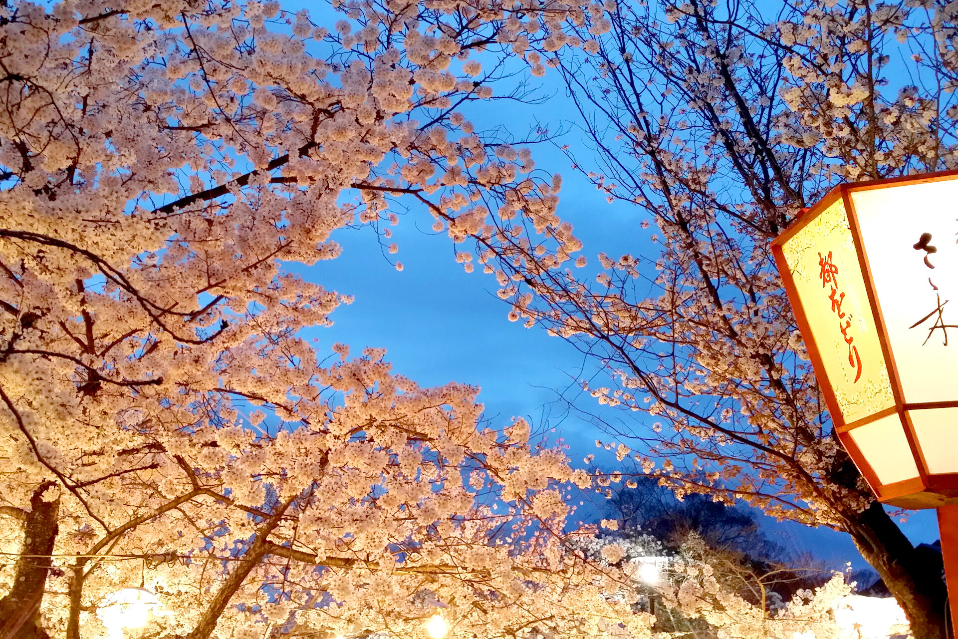 円山公園夜桜