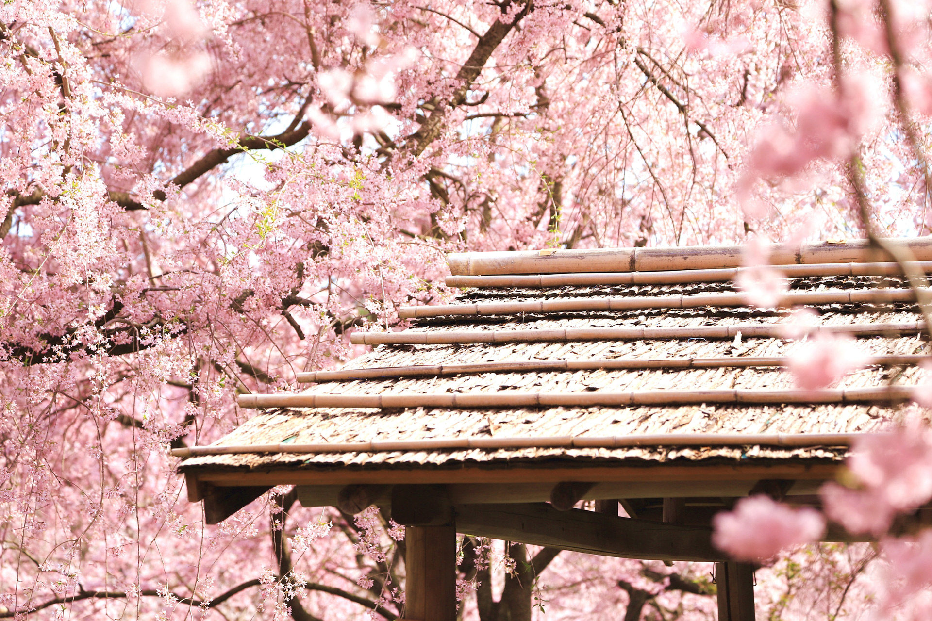 原谷苑-枝垂桜-京都
