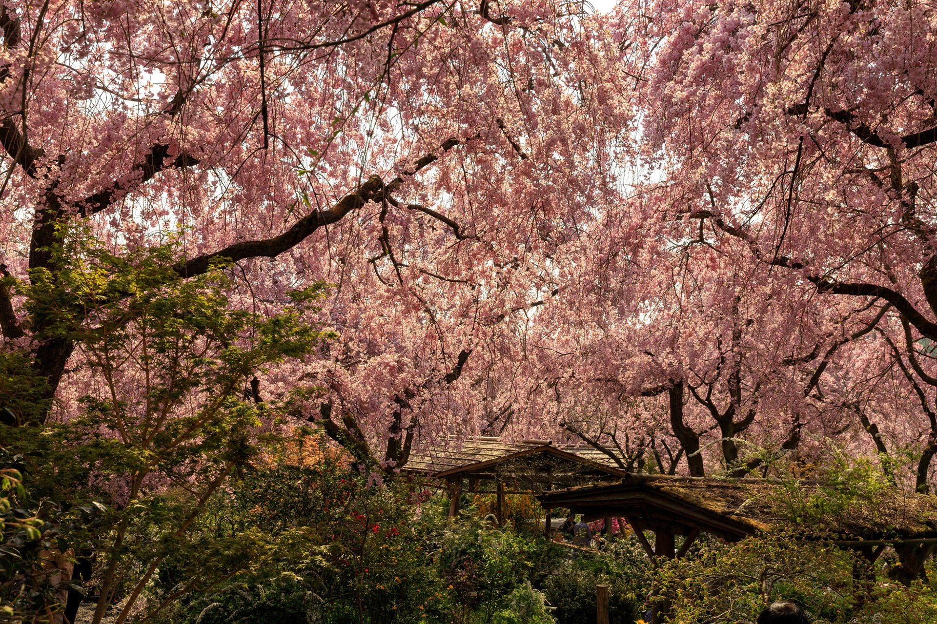 原谷苑-桜-圧巻