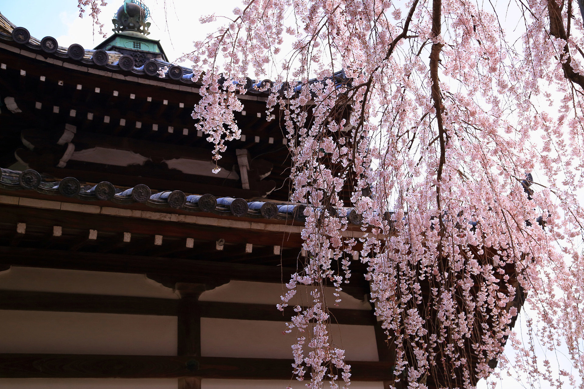 善峯寺-桜-イメージ