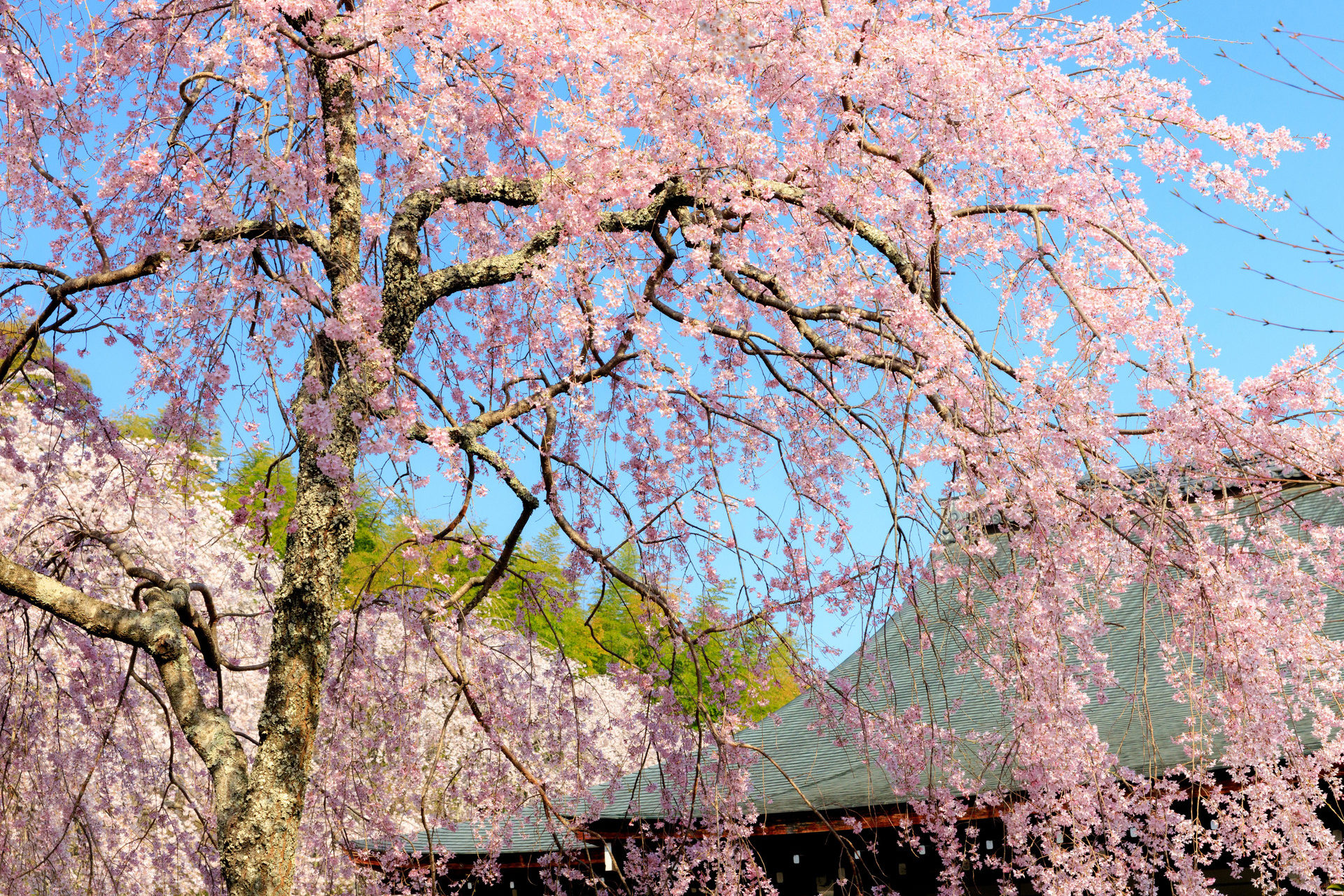 天龍寺