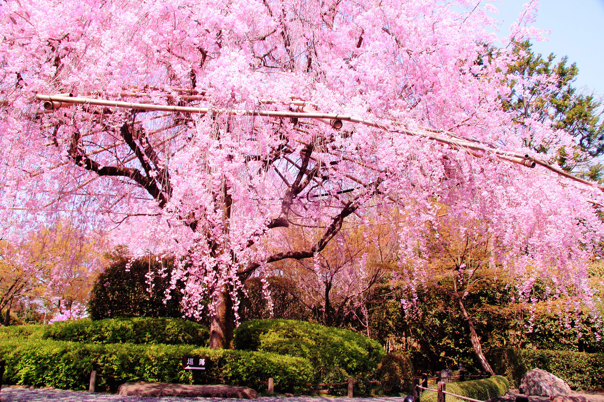 妙心寺-桜