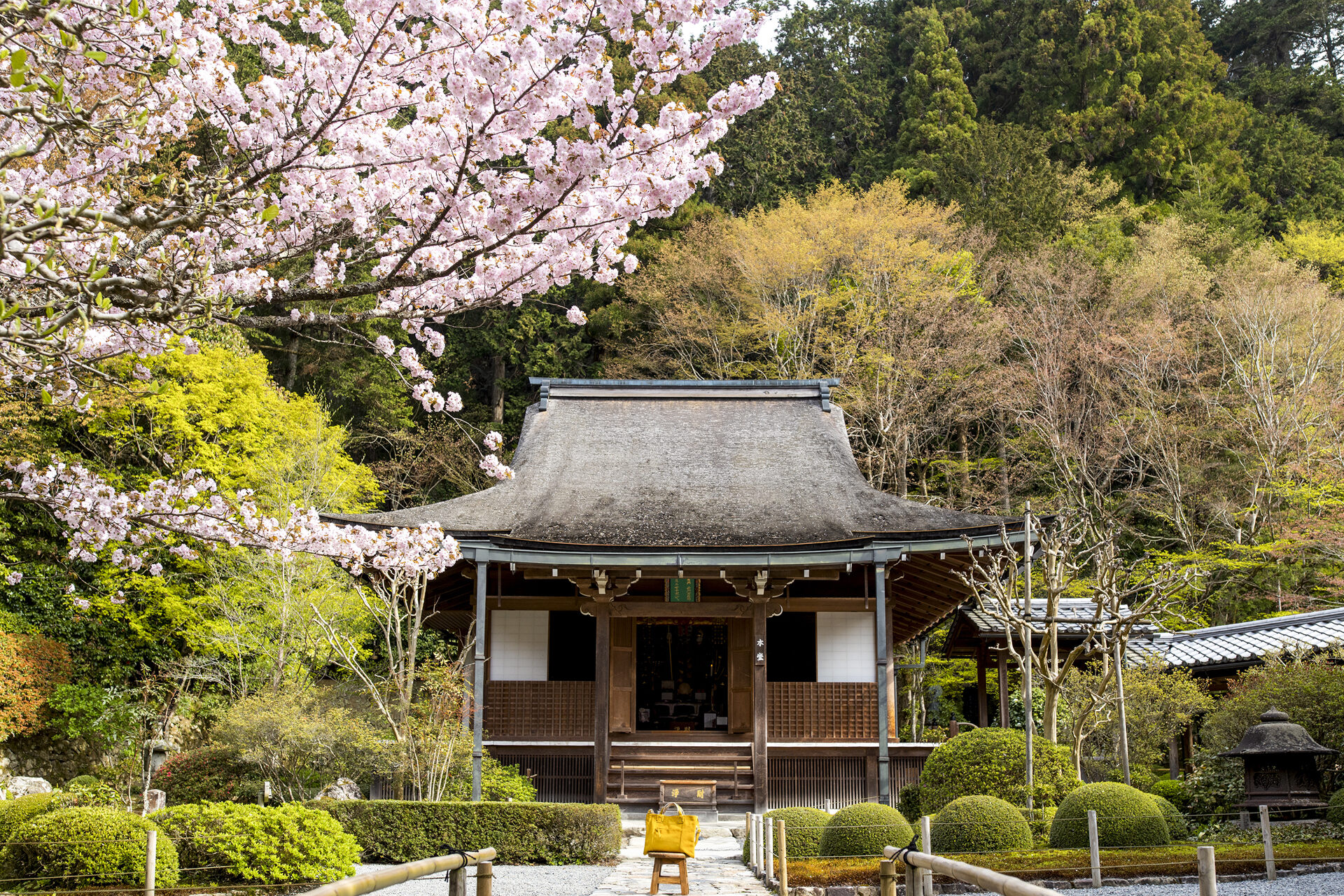 寂光院 桜