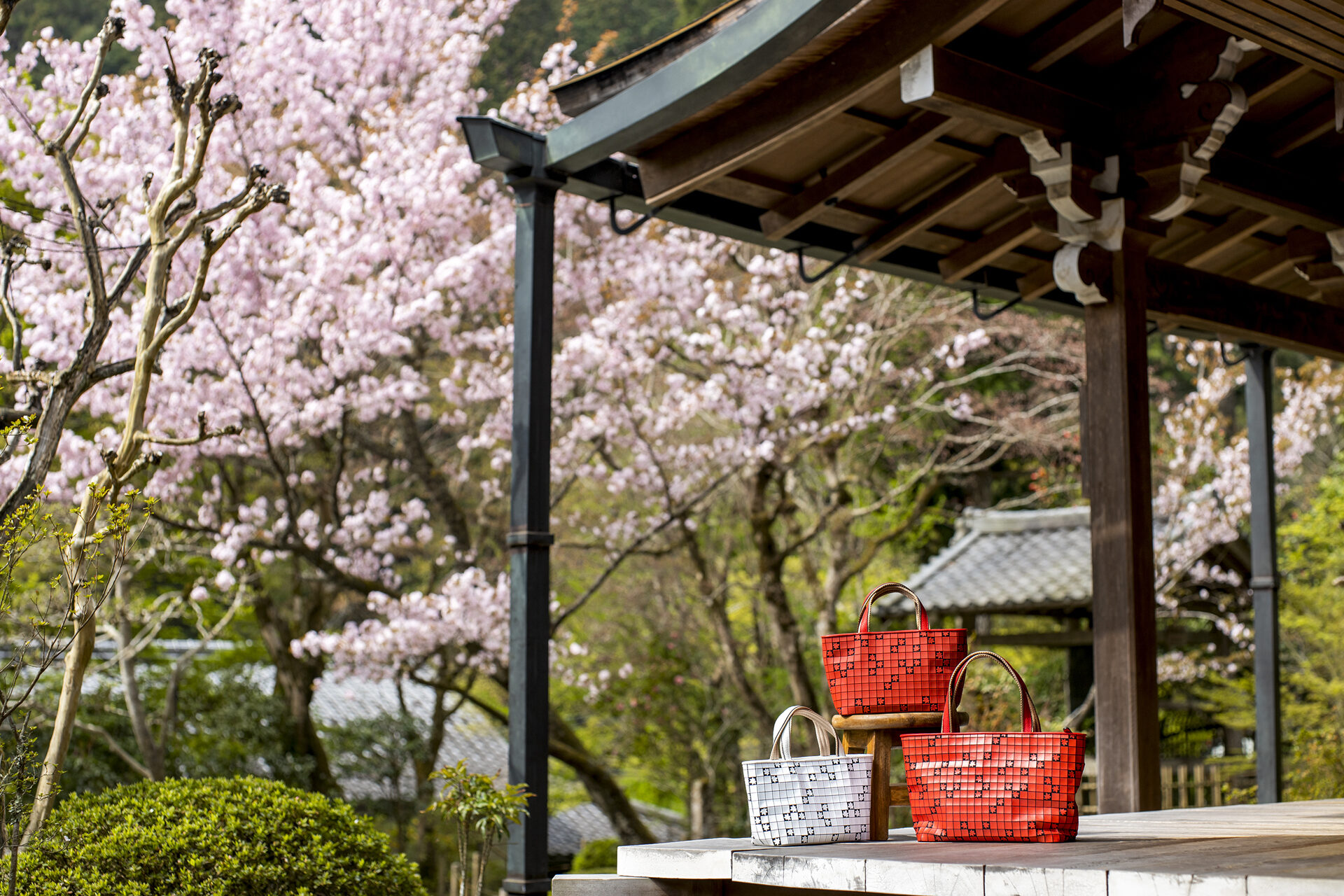 寂光院 桜