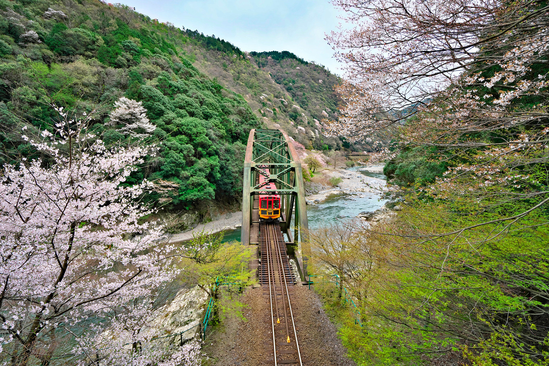 嵯峨野-トロッコ-桜