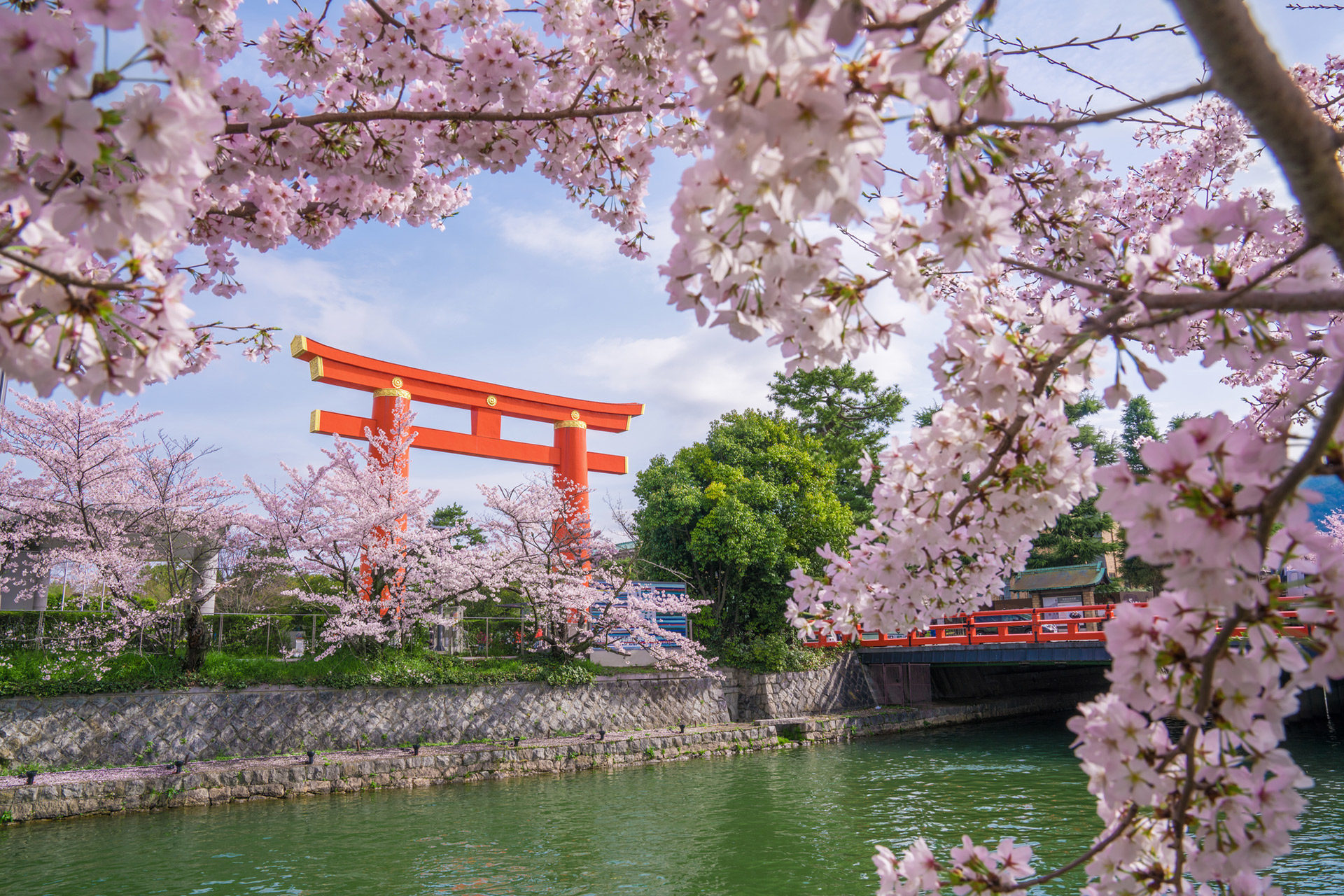平安神宮-桜-スポット