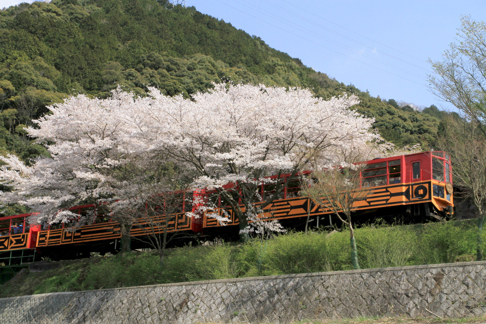 春の嵯峨野トロッコ