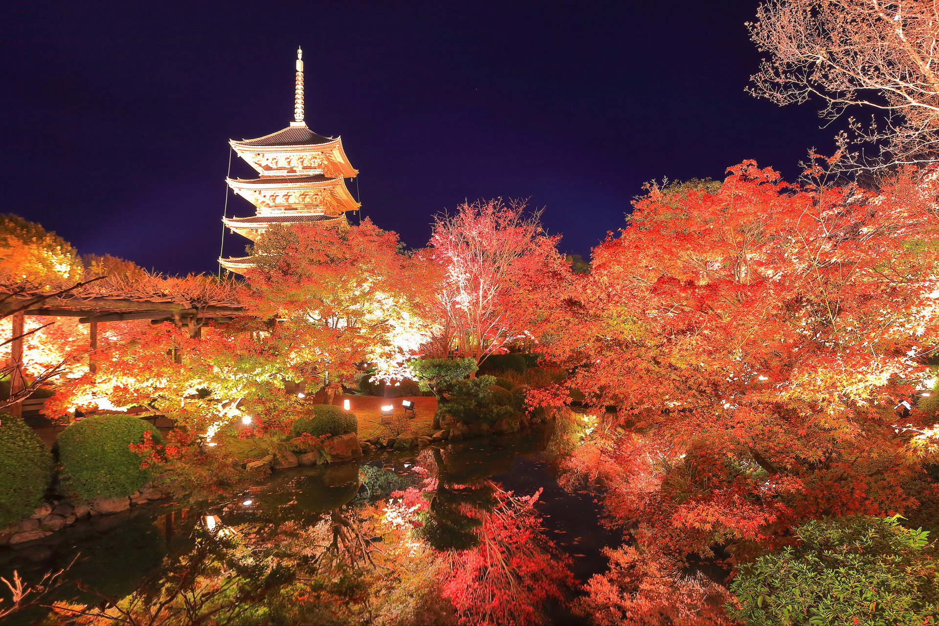 東寺の紅葉（夜間特別拝観）